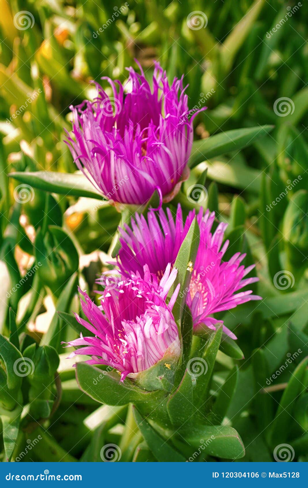 succulent carpobrotus edulis