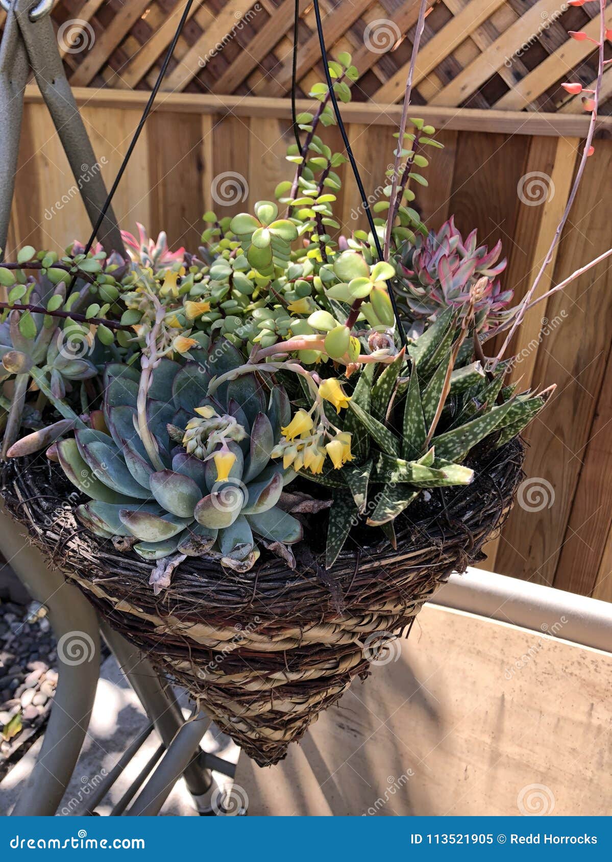 Succulent Basket stock image. Image of cactus, hanging 113521905