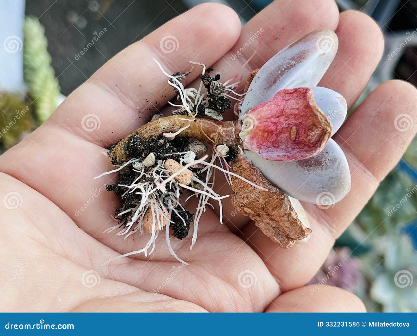 succulent echeveria raon rosette with root close-up