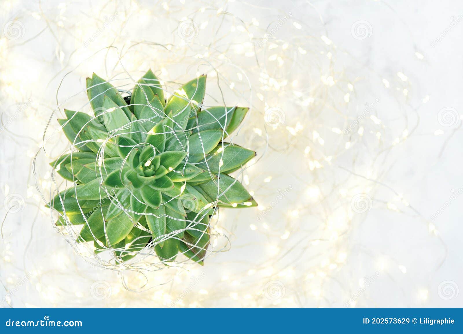 Succulent Flower Christmas Lights Decoration Stock Image Image of