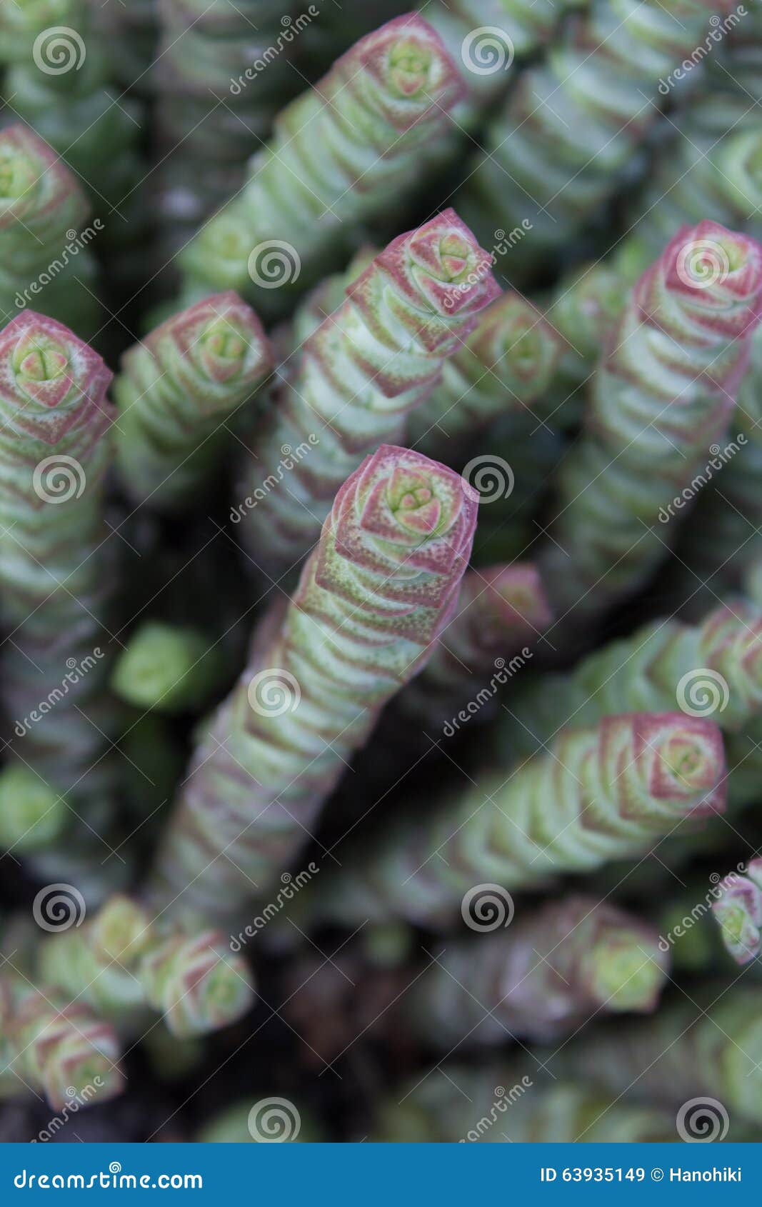 Succulent Flower Macro - Succulent Plant Closeup Stock Image - Image of ...