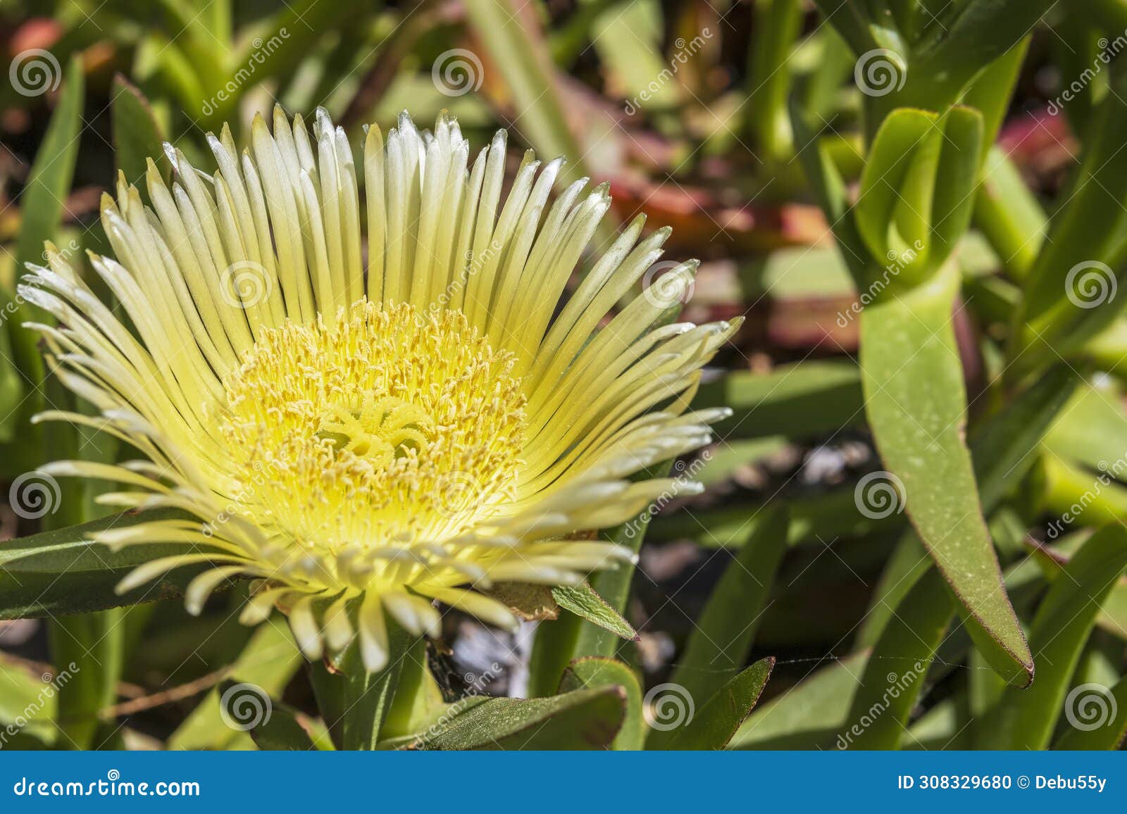 succulent flowering plant of the hottentot fig.