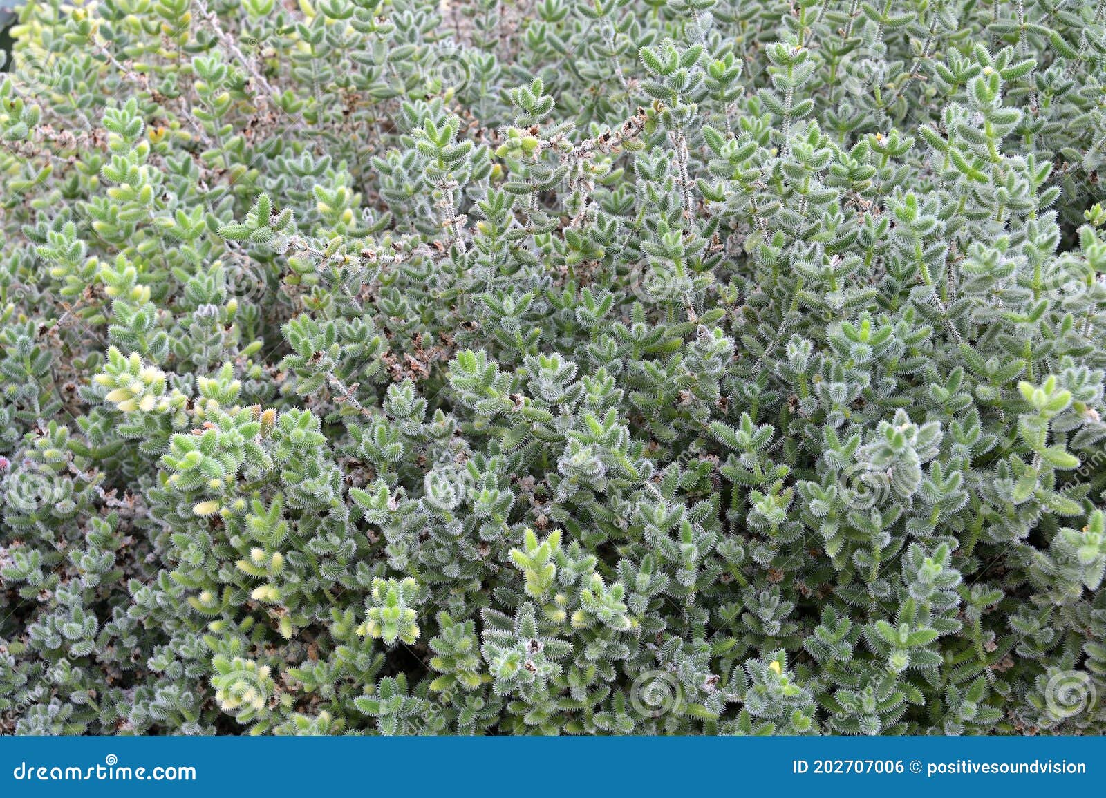 a dense cluster of delosperma echinatum, commonly known as pickle plant