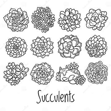 Succulent Outline Design with Cat in Cartoon Style. Ideal for Coloring ...