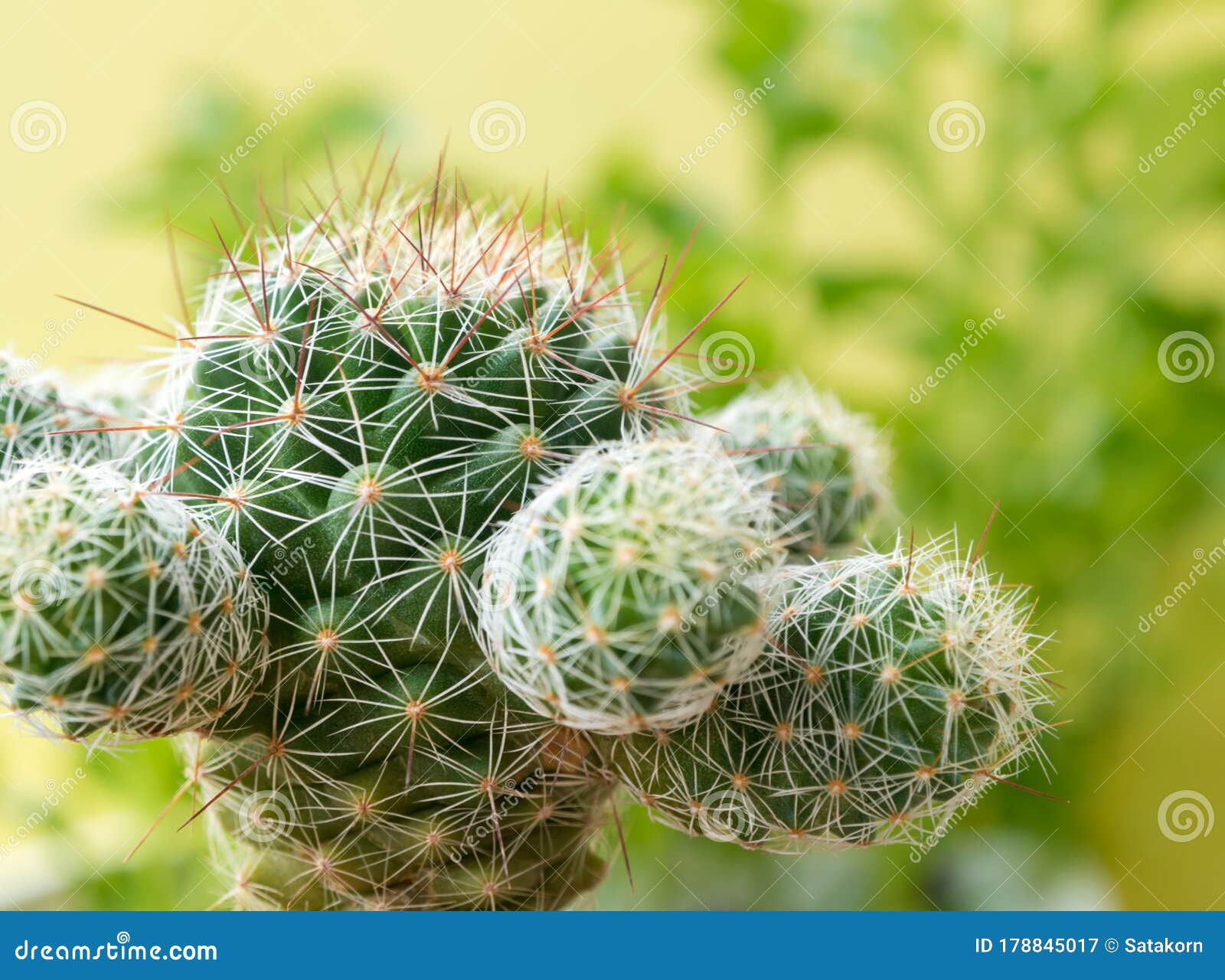 succulent plant close up cactus species mammillaria gracilis
