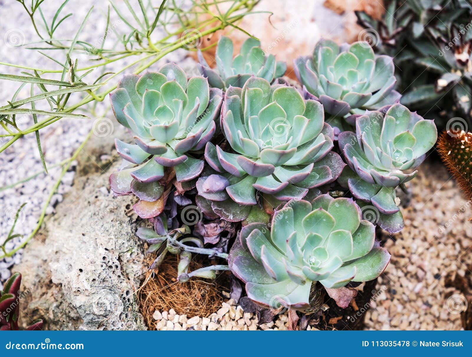 Succulent plant in the garden for design work