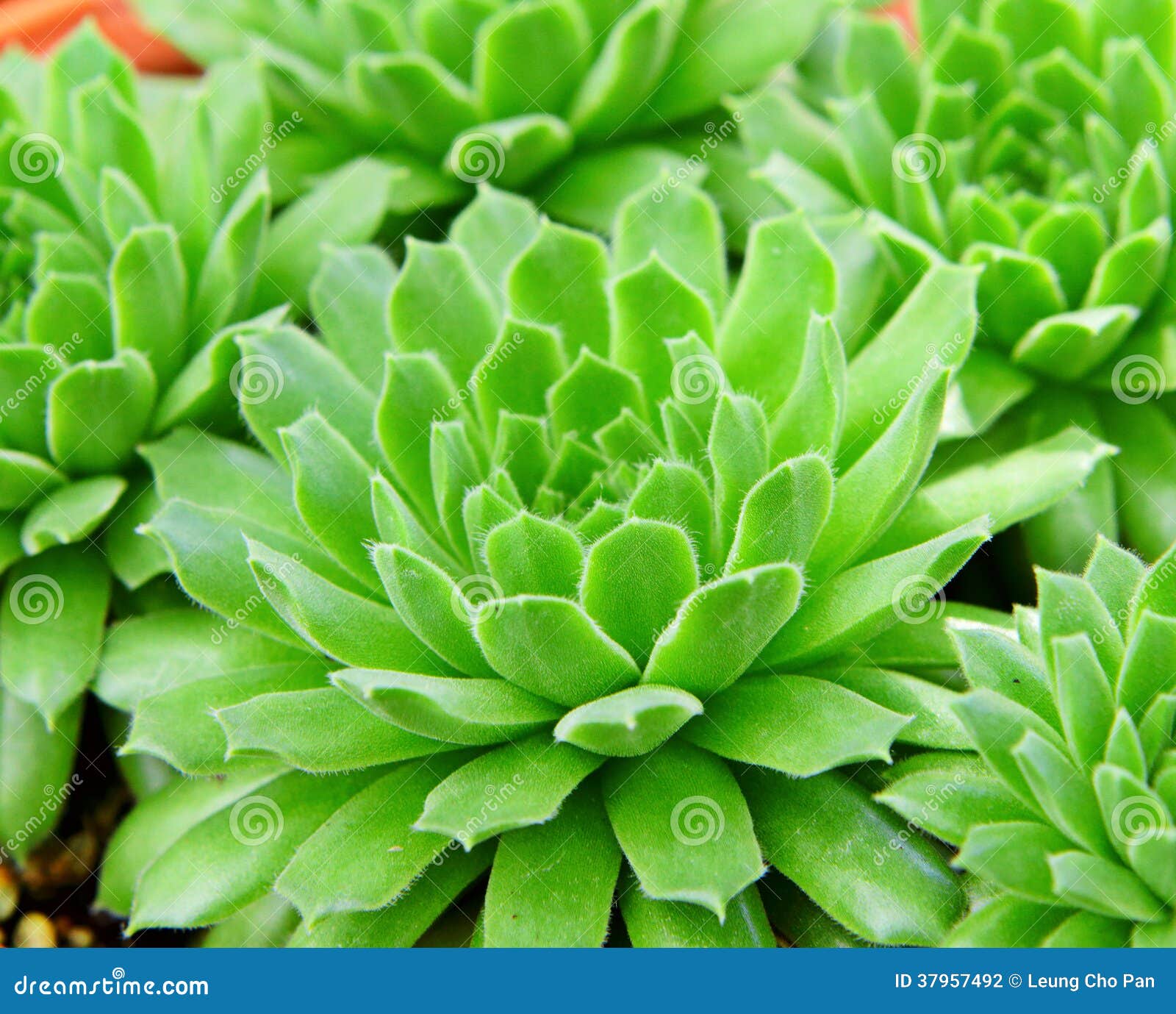 Succulent plant stock photo. Image of foliage, houseleek - 37957492