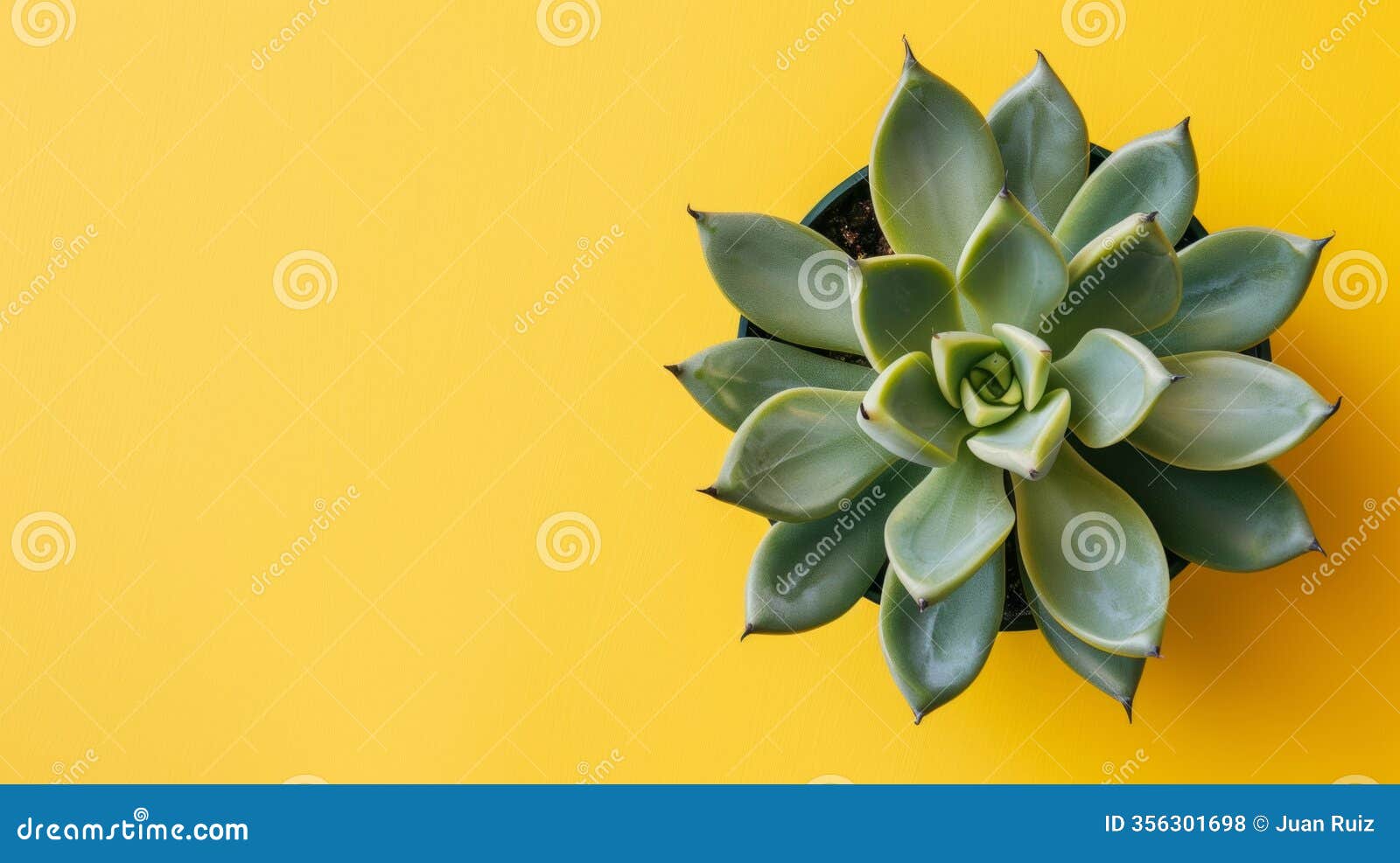 succulent plant on a vibrant yellow background