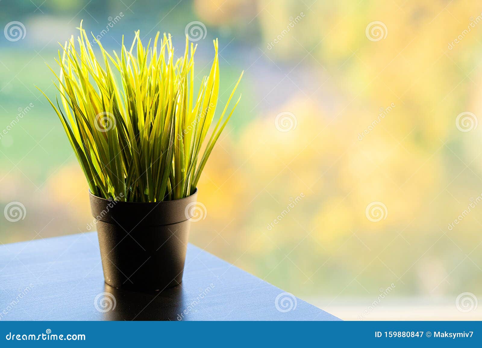 Succulent Plant on Window Ledge in Modern Bedroom Stock Image Image
