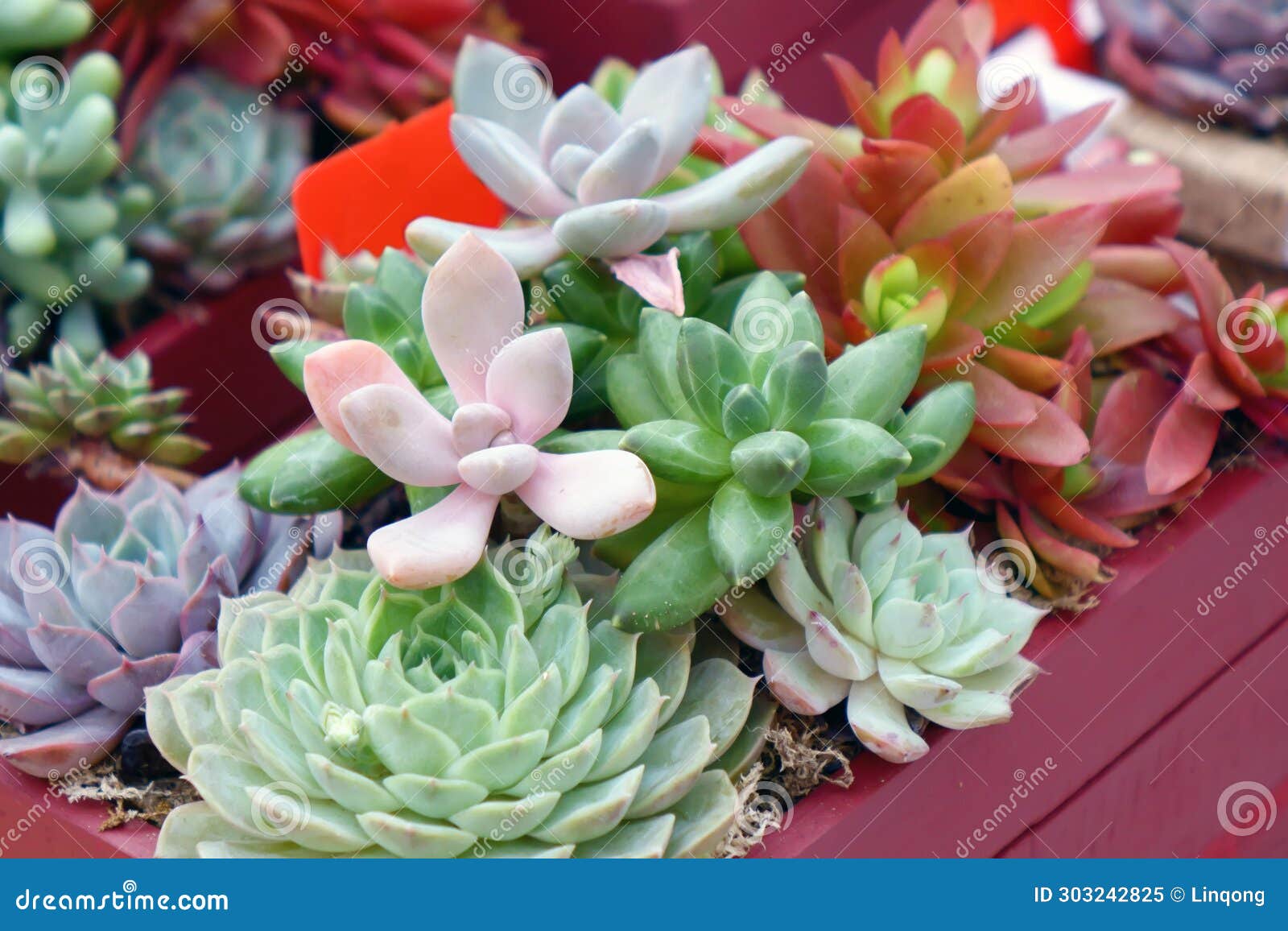 close up shot of cute succulent plants in basket.