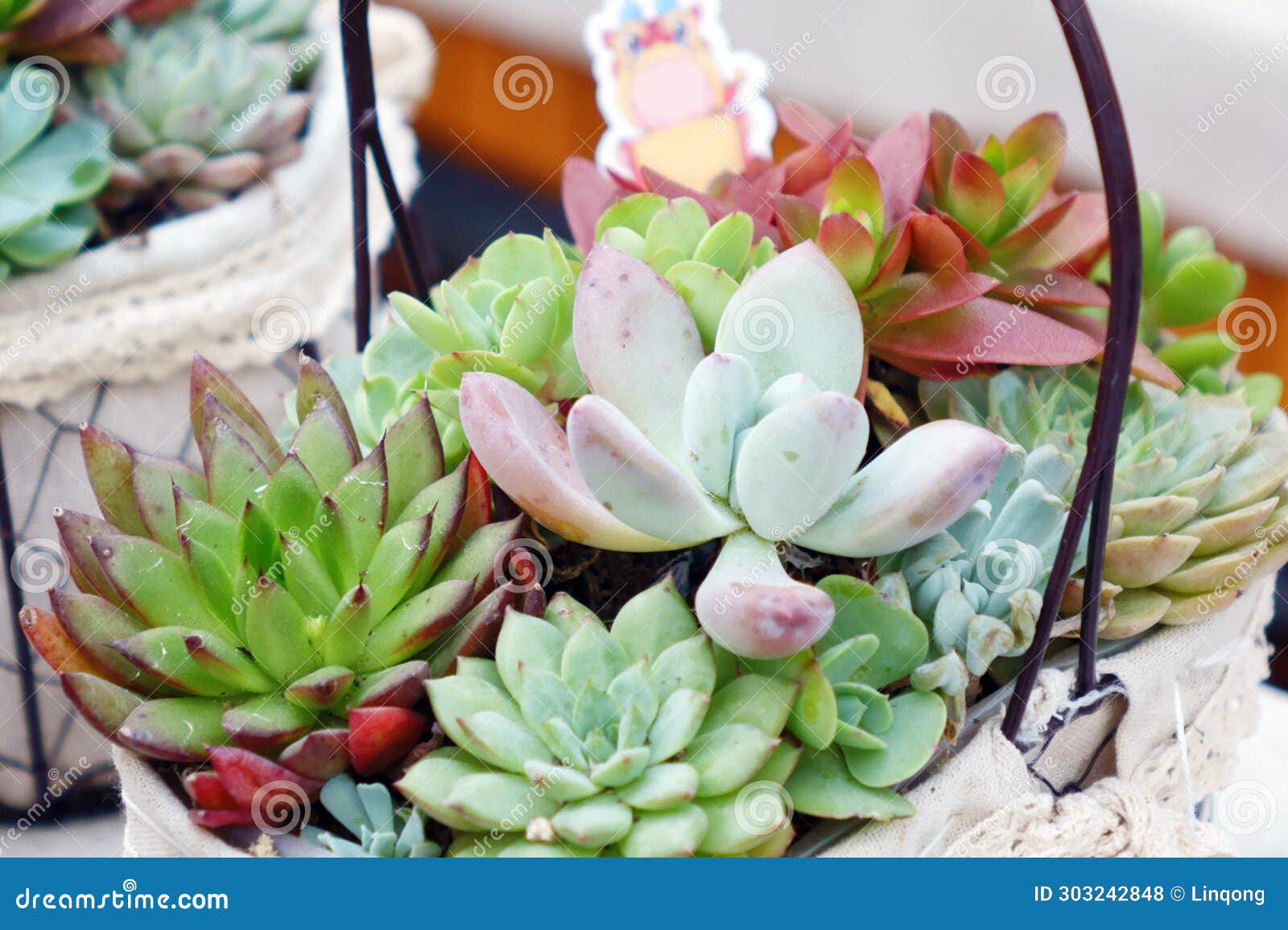 close up shot of cute succulent plants in basket.