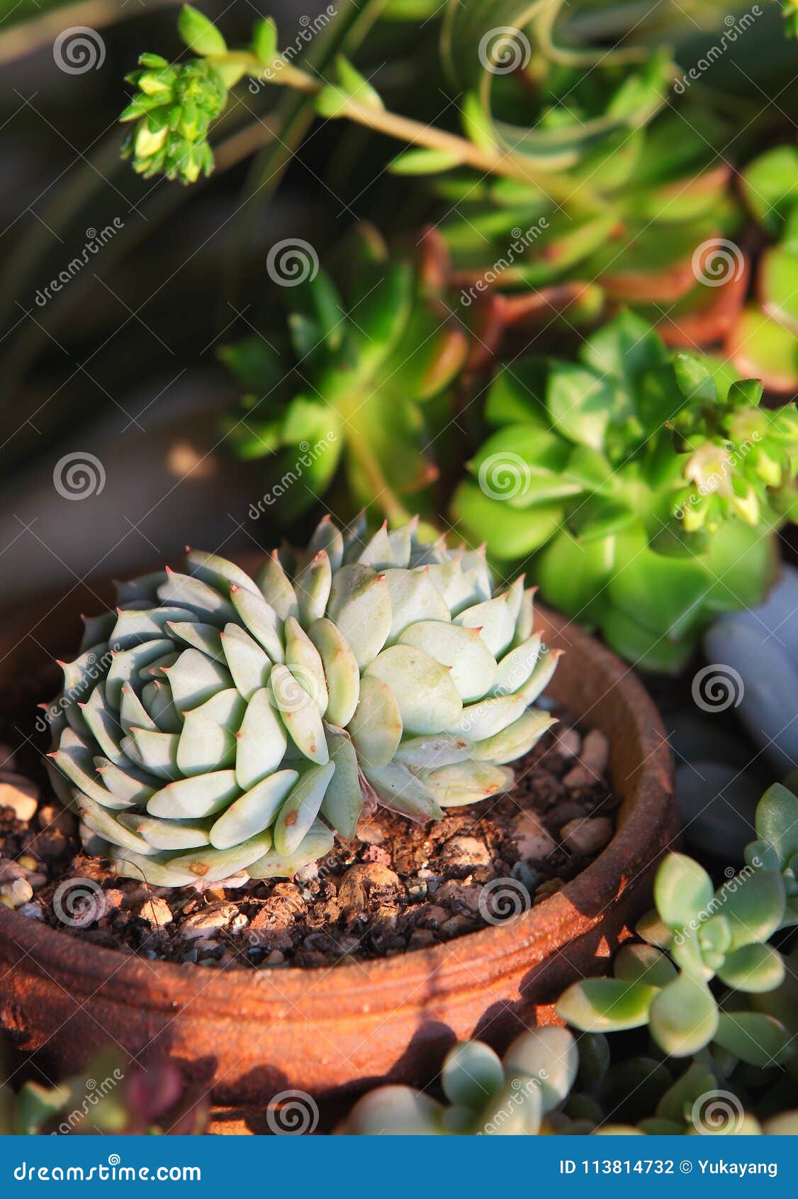 Succulent Plants Stock Photo Image Of Flower Regarded