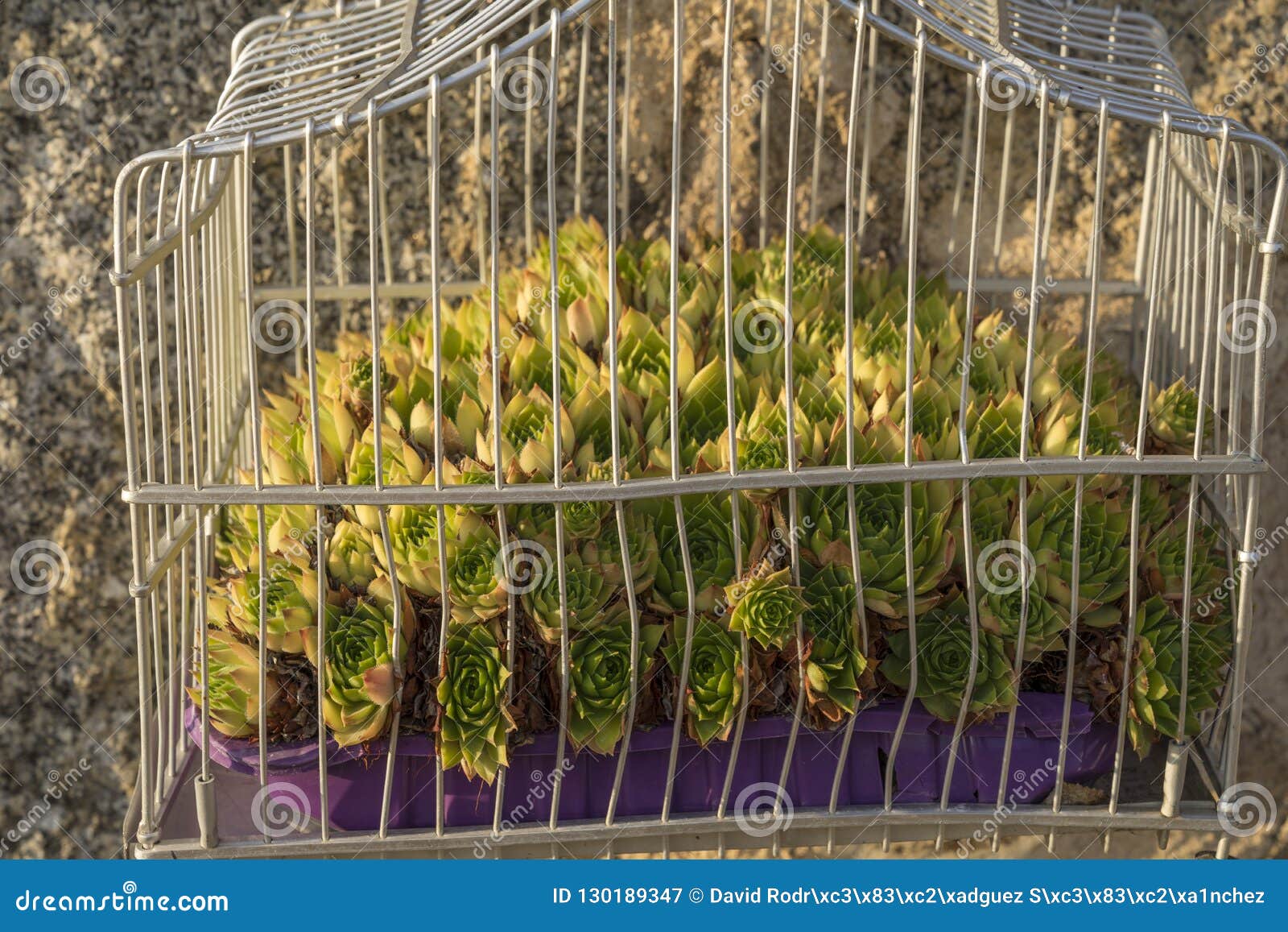 Succulent Plants Enclosed in a Bird Cage Stock Image Image of