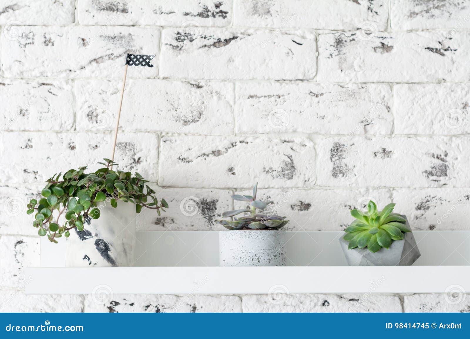 Succulent Plants Over White Brick Wall Stock Image Image Of Beautiful Wood Succulent Plants Over White Brick Wall Stock Image Image Of Beautiful Wood
