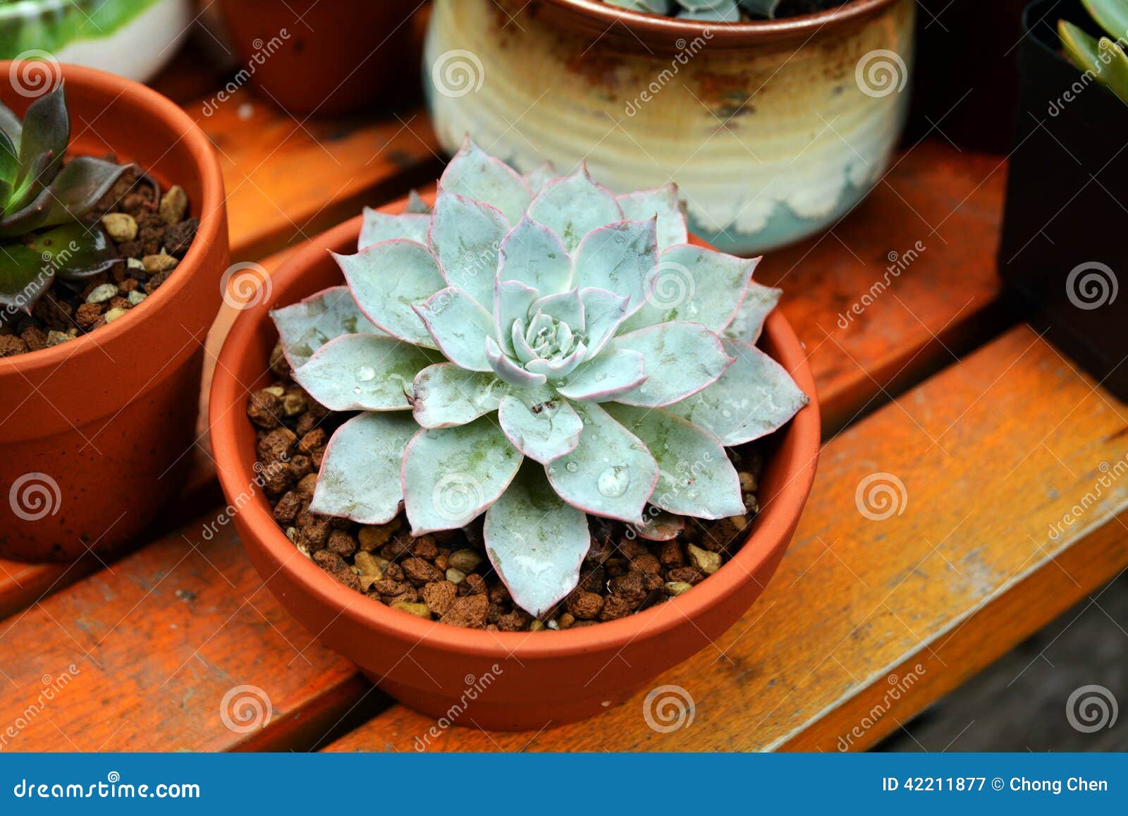 Succulent plants pot stock image. Image of succulent - 42211877