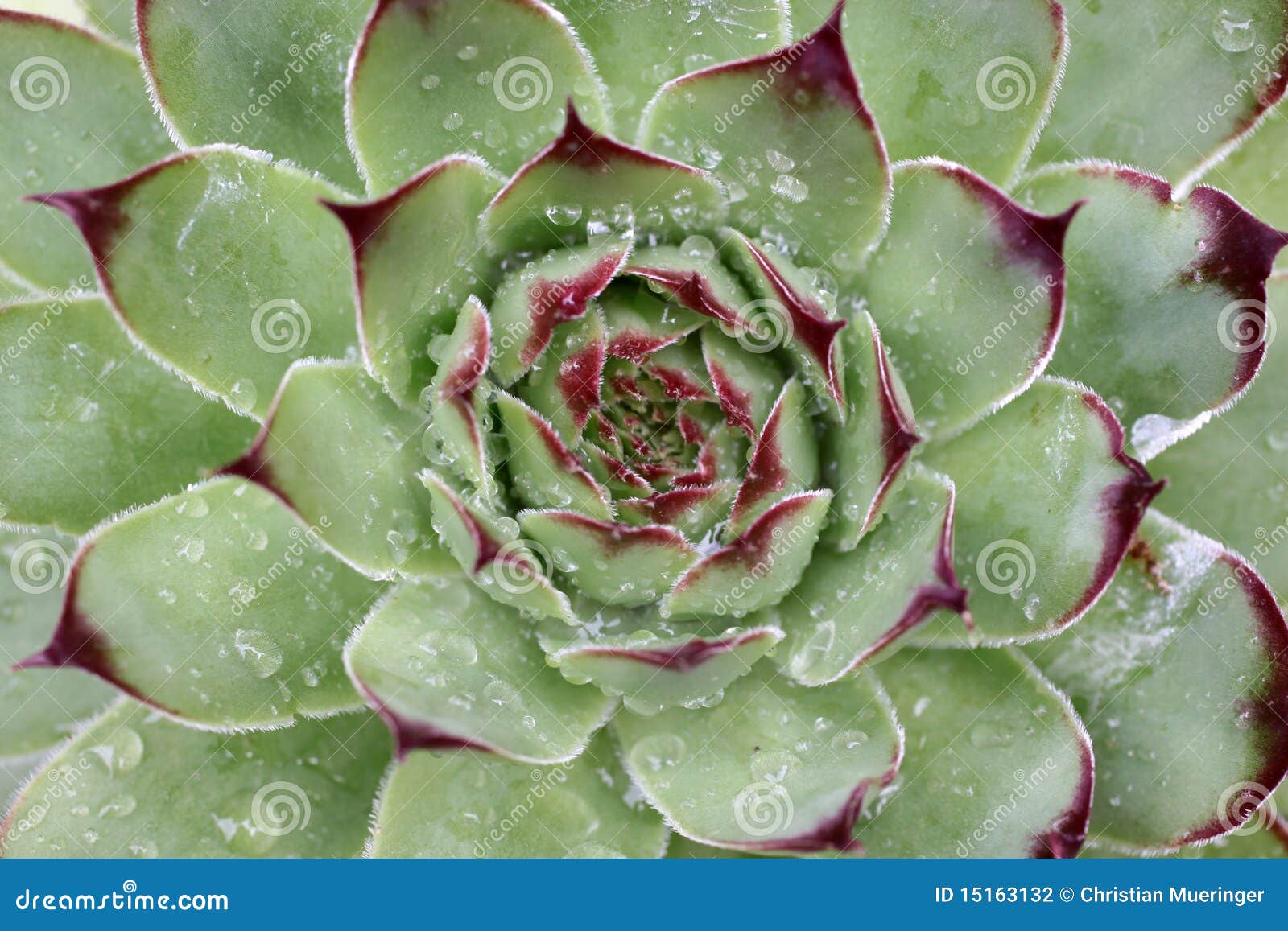 succulent with rain drops