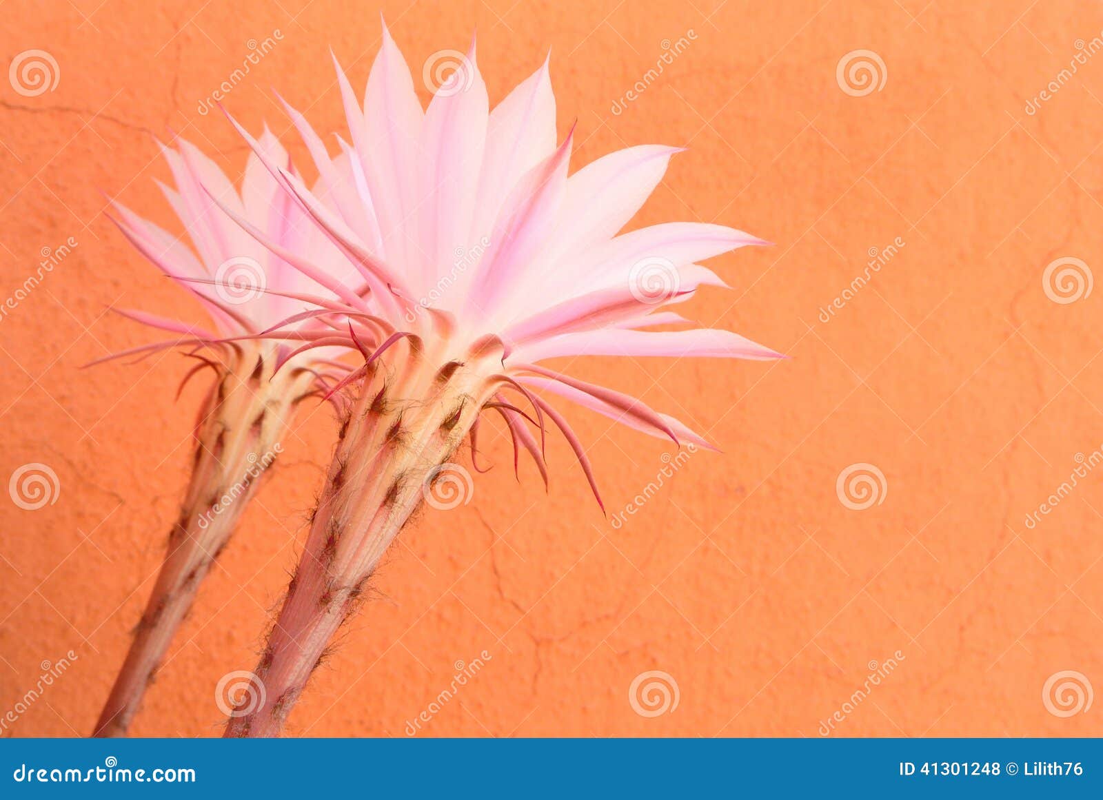 Succulent s flowers stock photo. Image of succulent, petal - 41301248