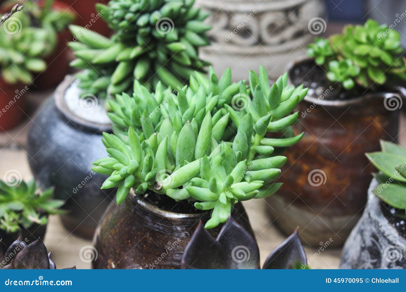 Succulent Sedum Flower Planted In A Rockery Garden. Rock Garden Plant ...