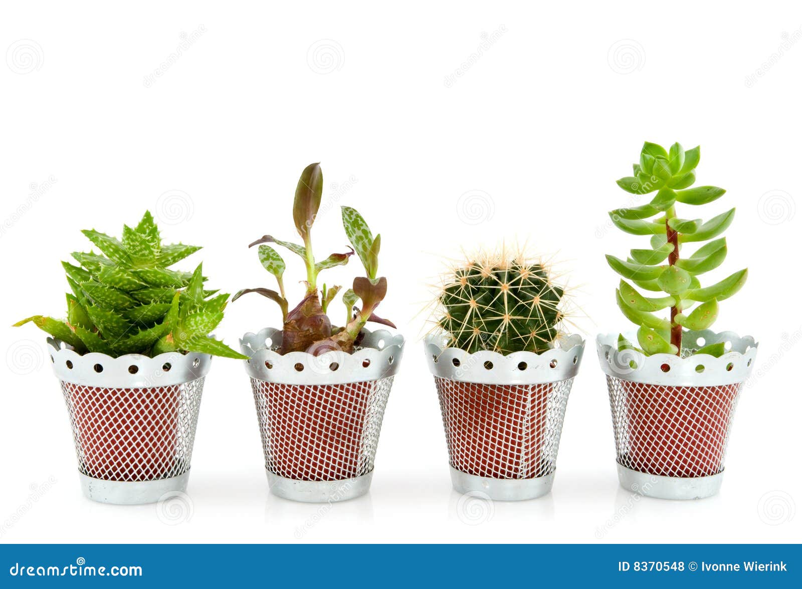 Succulents de cactus photo stock. Image du cactus, succulents 8370548