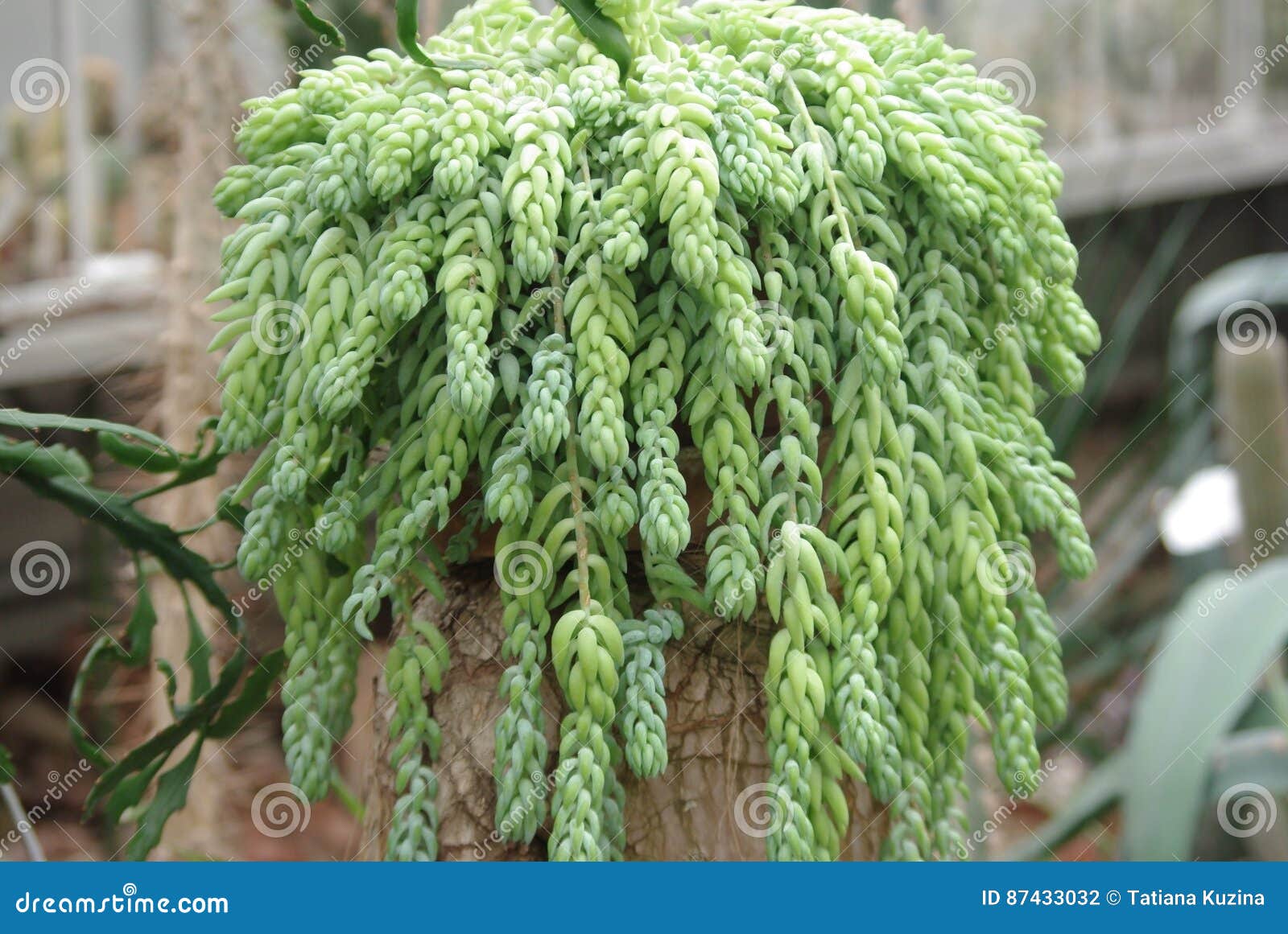 Succulents stock photo. Image of succulents, evergreen 87433032