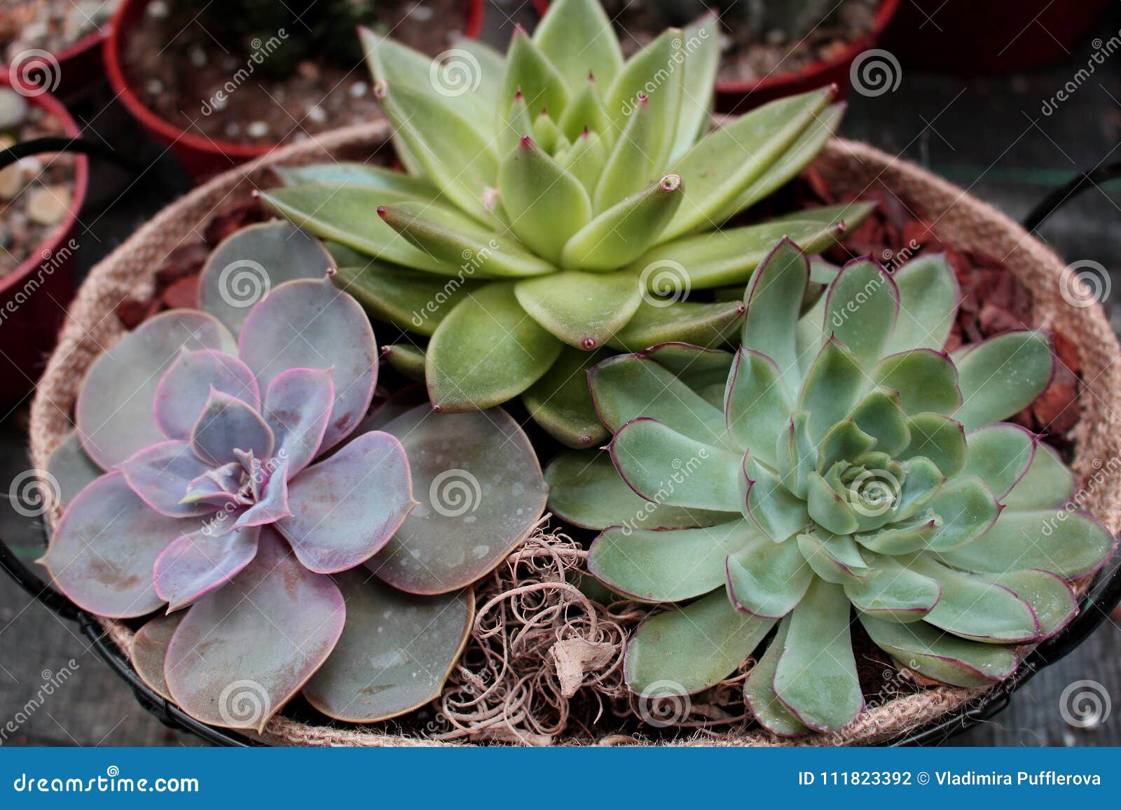 three various succulents in a flower pot - favourite ornamental plant