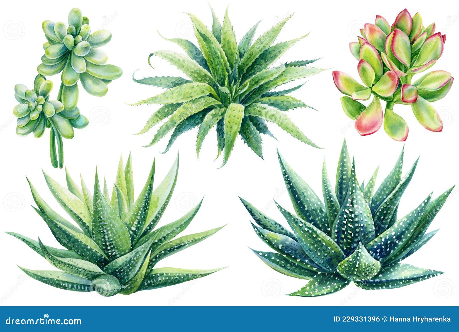 succulents, haworthia on  white background, watercolor 