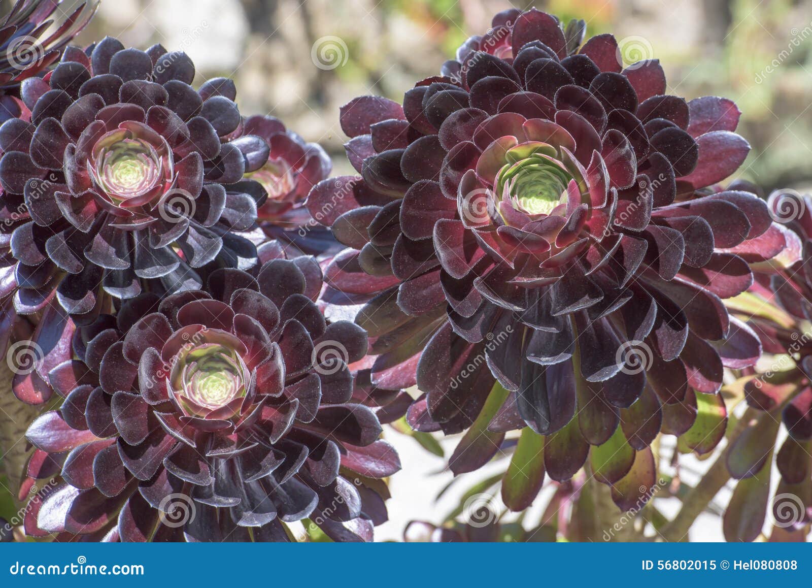 Succulents, Red Stone Roses, Beautiful Dark Red and Green Sempervivum ...