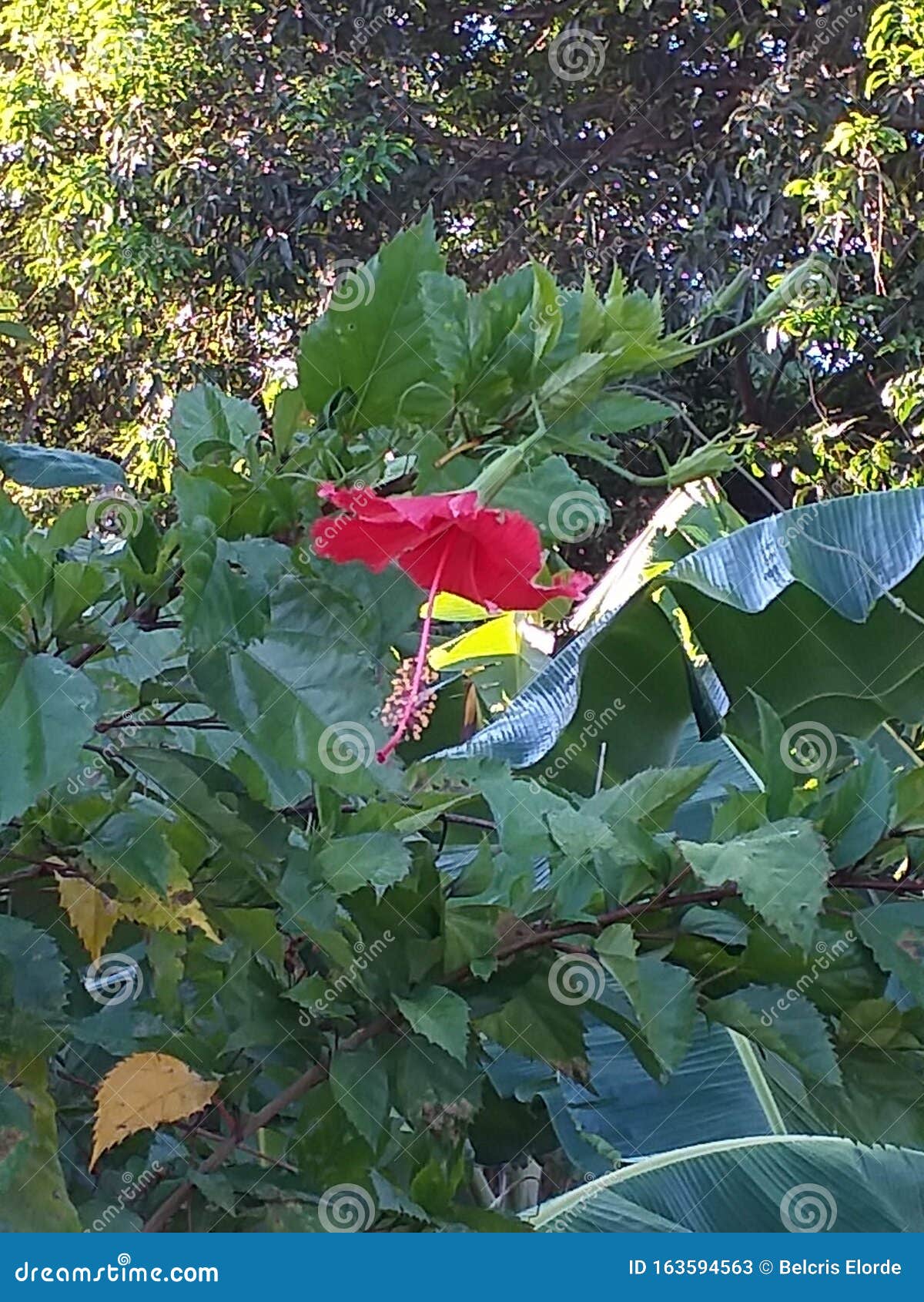 Such a Nice Flower Which Show Love Stock Image Image of nice, show