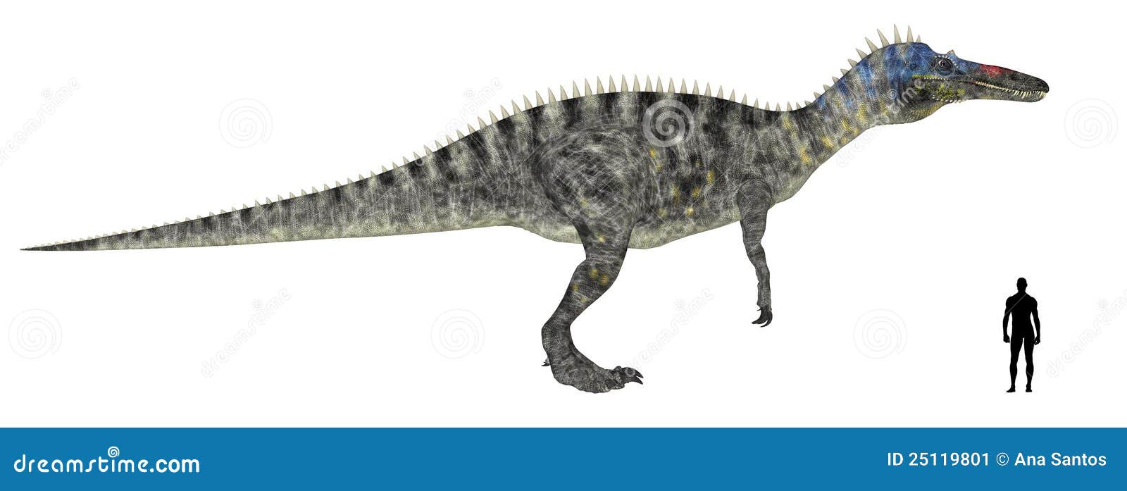 Suchomimus Size Comparison Stock Image - Image: 25119801