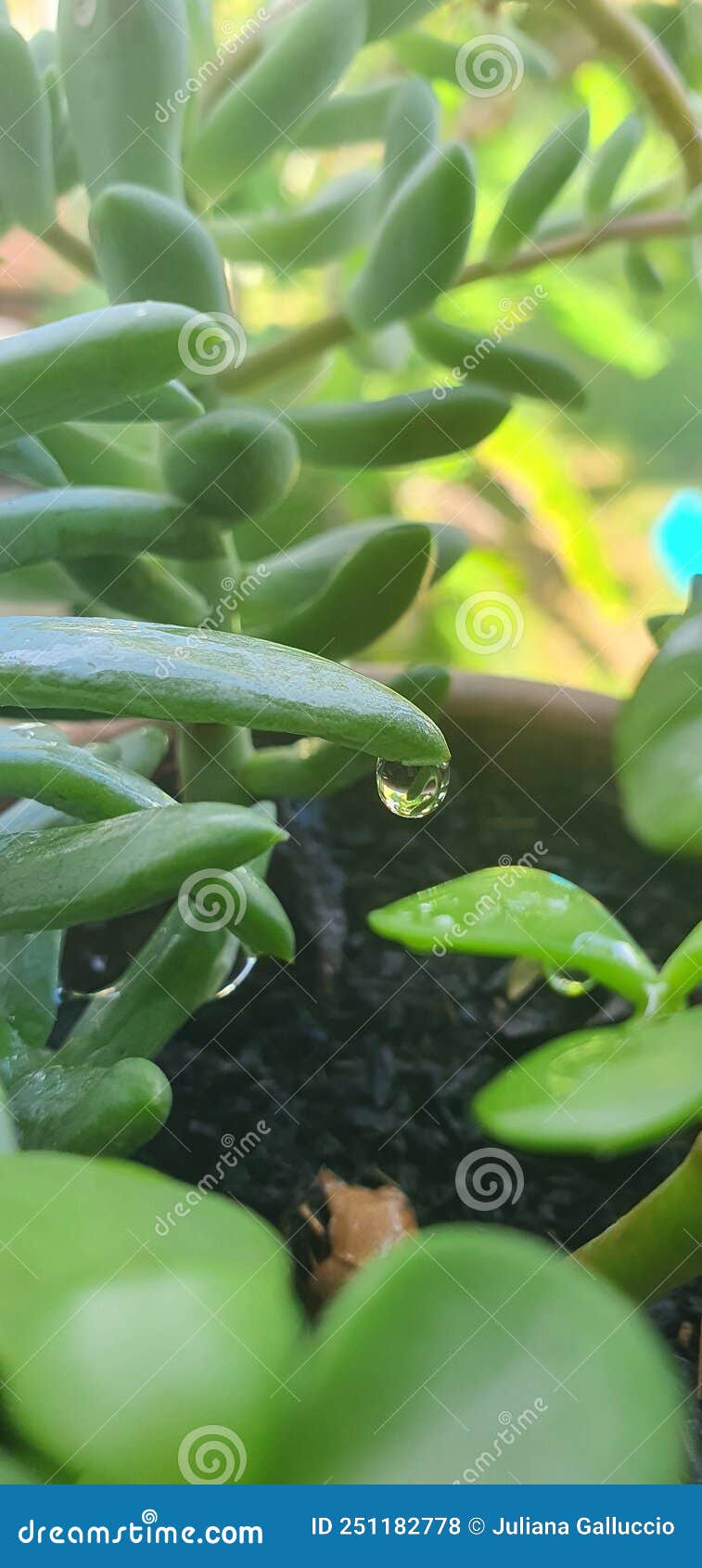 suculenta green leaves