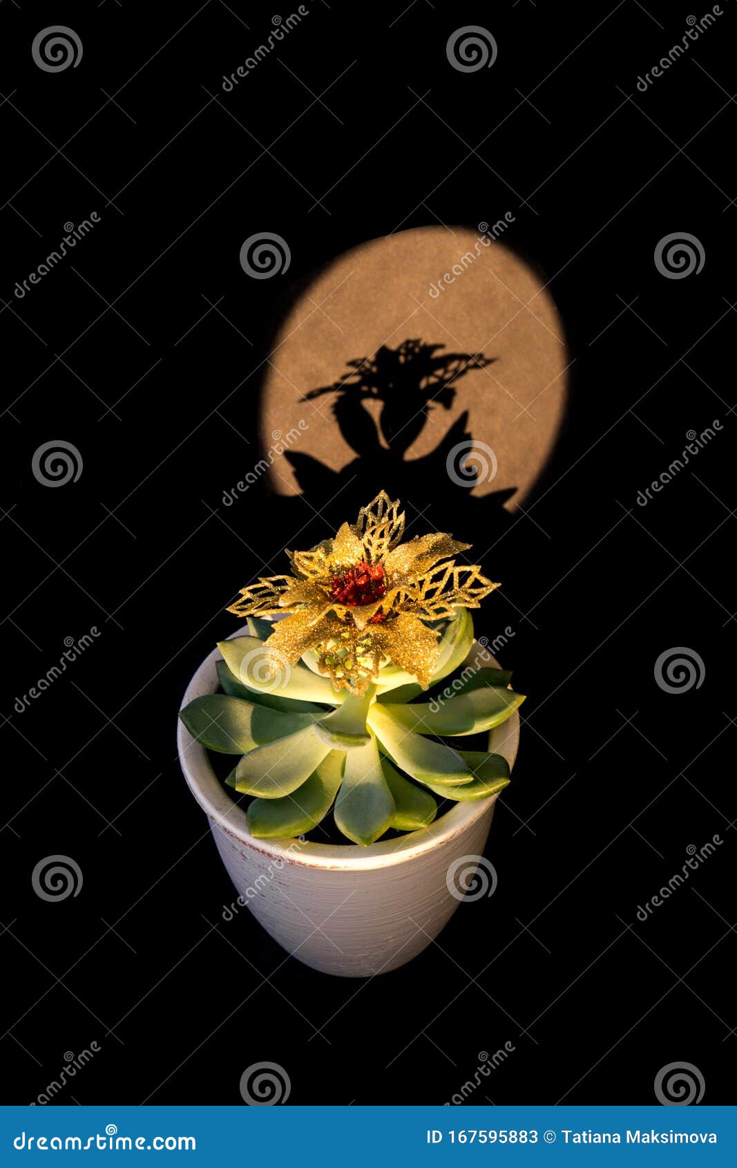 Suculento Com Uma Flor Dourada Linda Sombra Imagem de Stock - Imagem de  naughty, escandinavo: 167595883