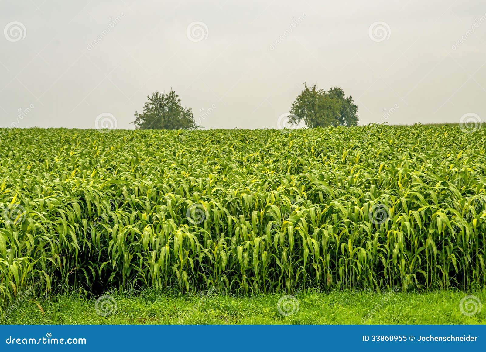 Sudan Grass Royalty Free Stock Photo - Image: 33860955