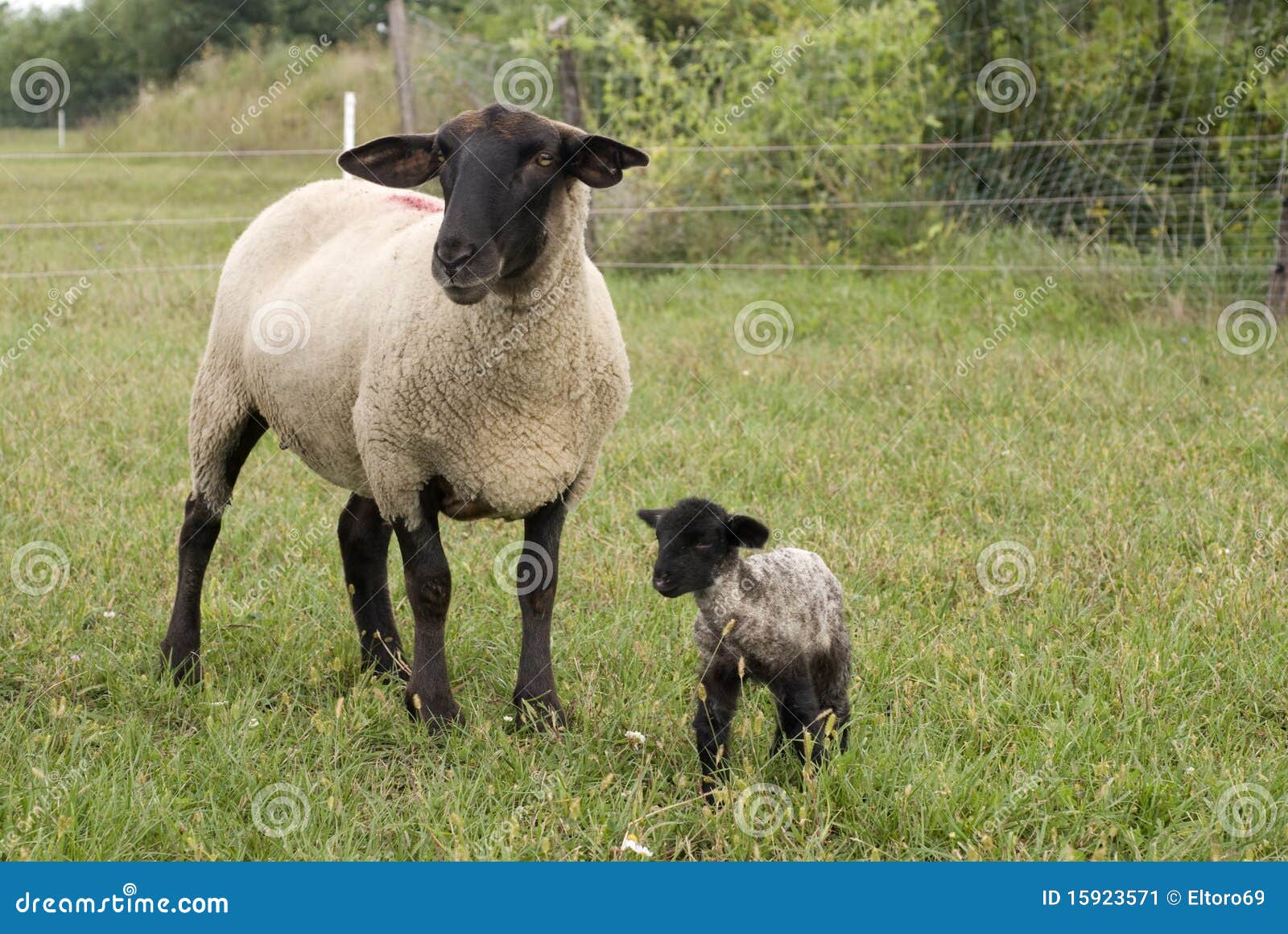 suffolk baby sheep