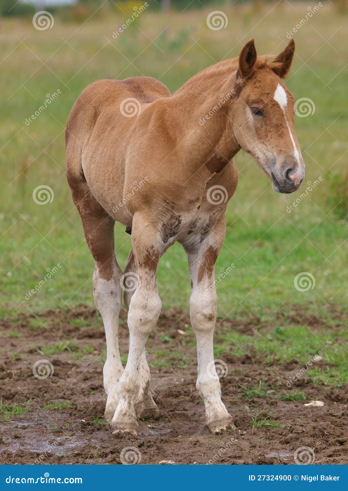 Suffolk Horse Foal stock photo. Image of equestrian, head 27324900