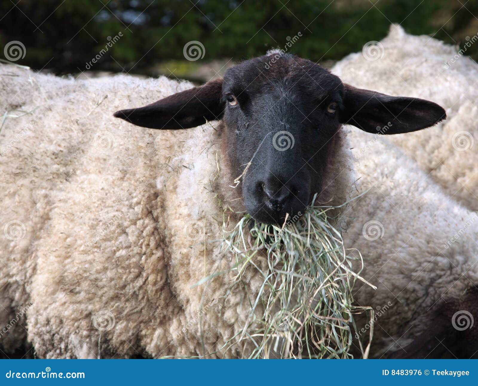 suffolk sheep