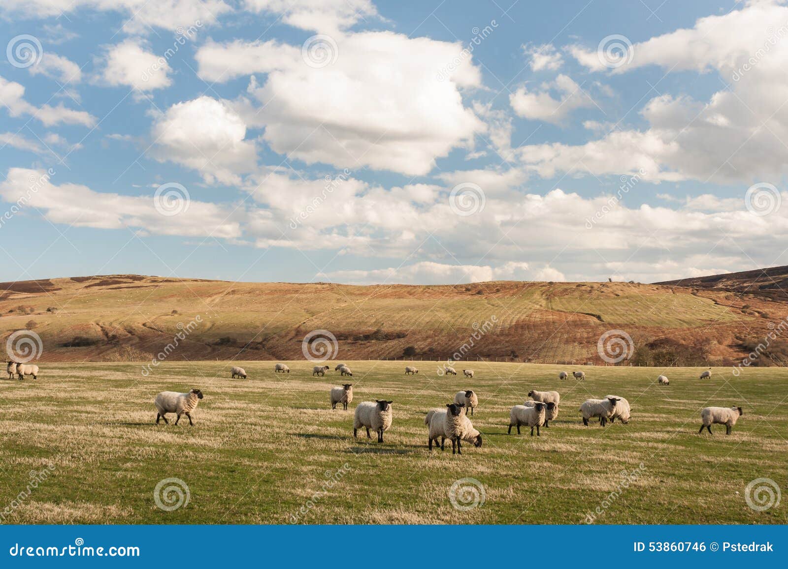 Suffolk Sheep Grazing on Rolling Hills Stock Photo Image of moor