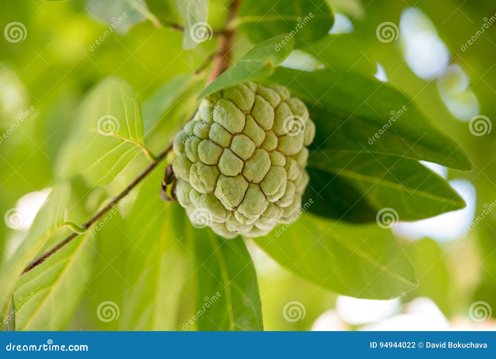 sugar-apple fruit on a branch