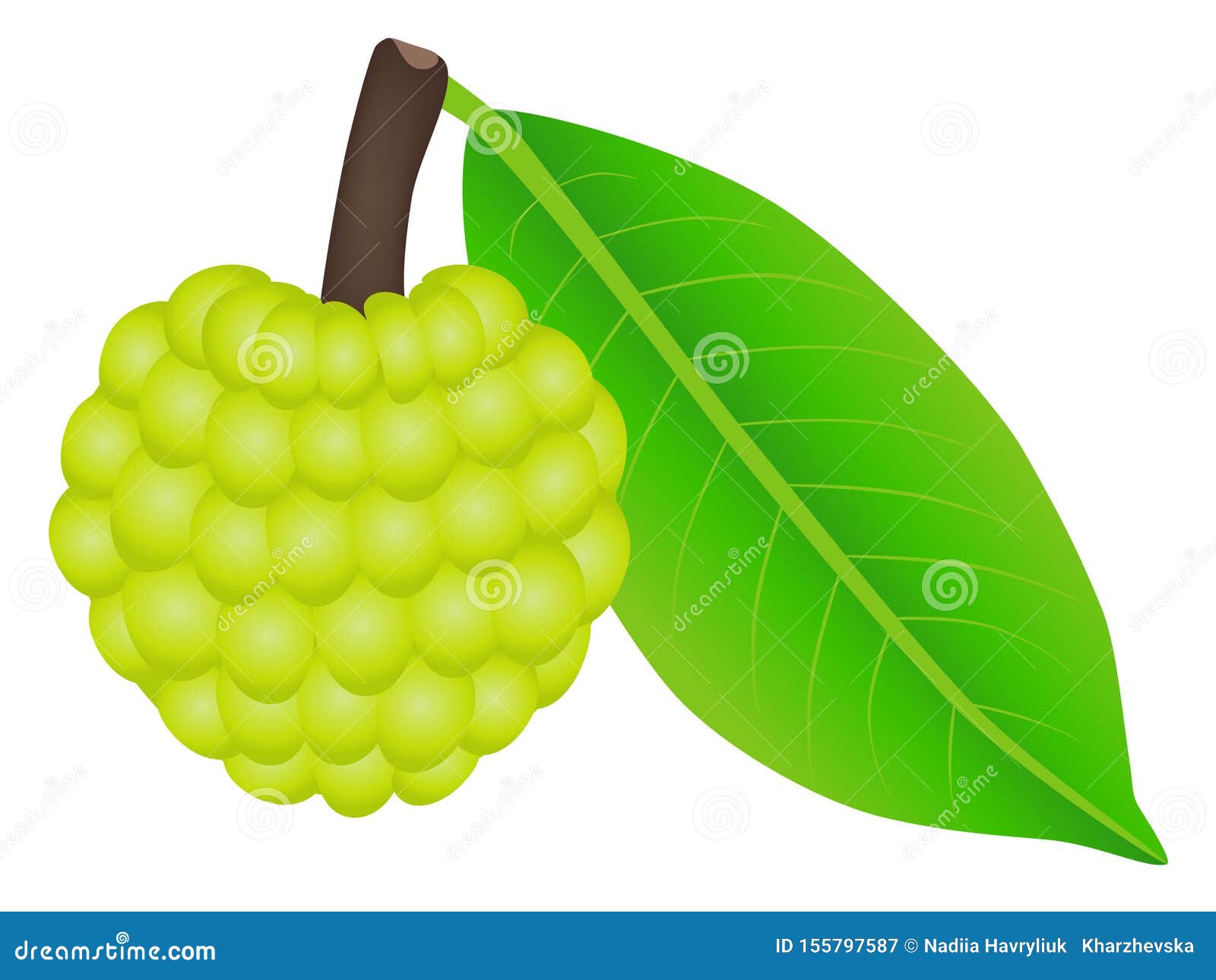 Sugar Apple Fruit with Leaf on a White Background. Stock Vector