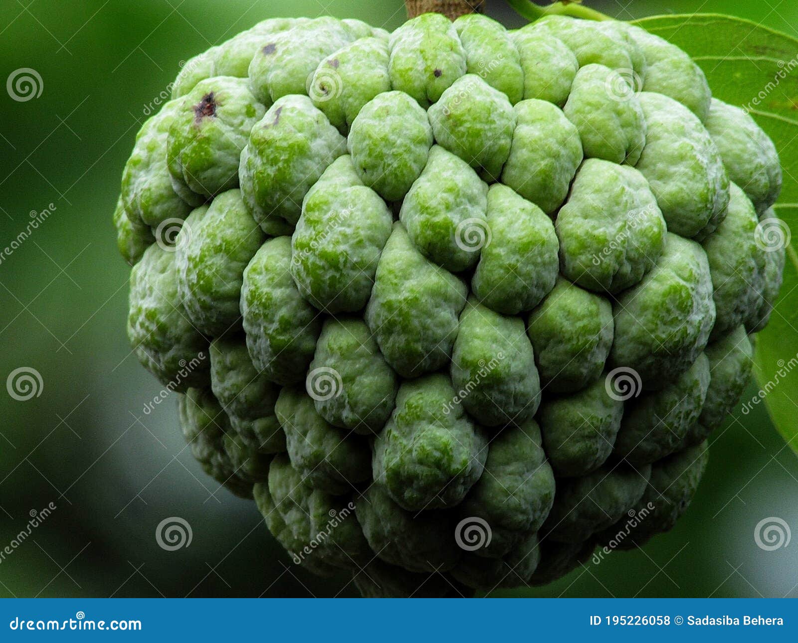 Sugar Apple ,Green Fresh Sugar Apple Stock Photo , Best Fruit for Halth ...