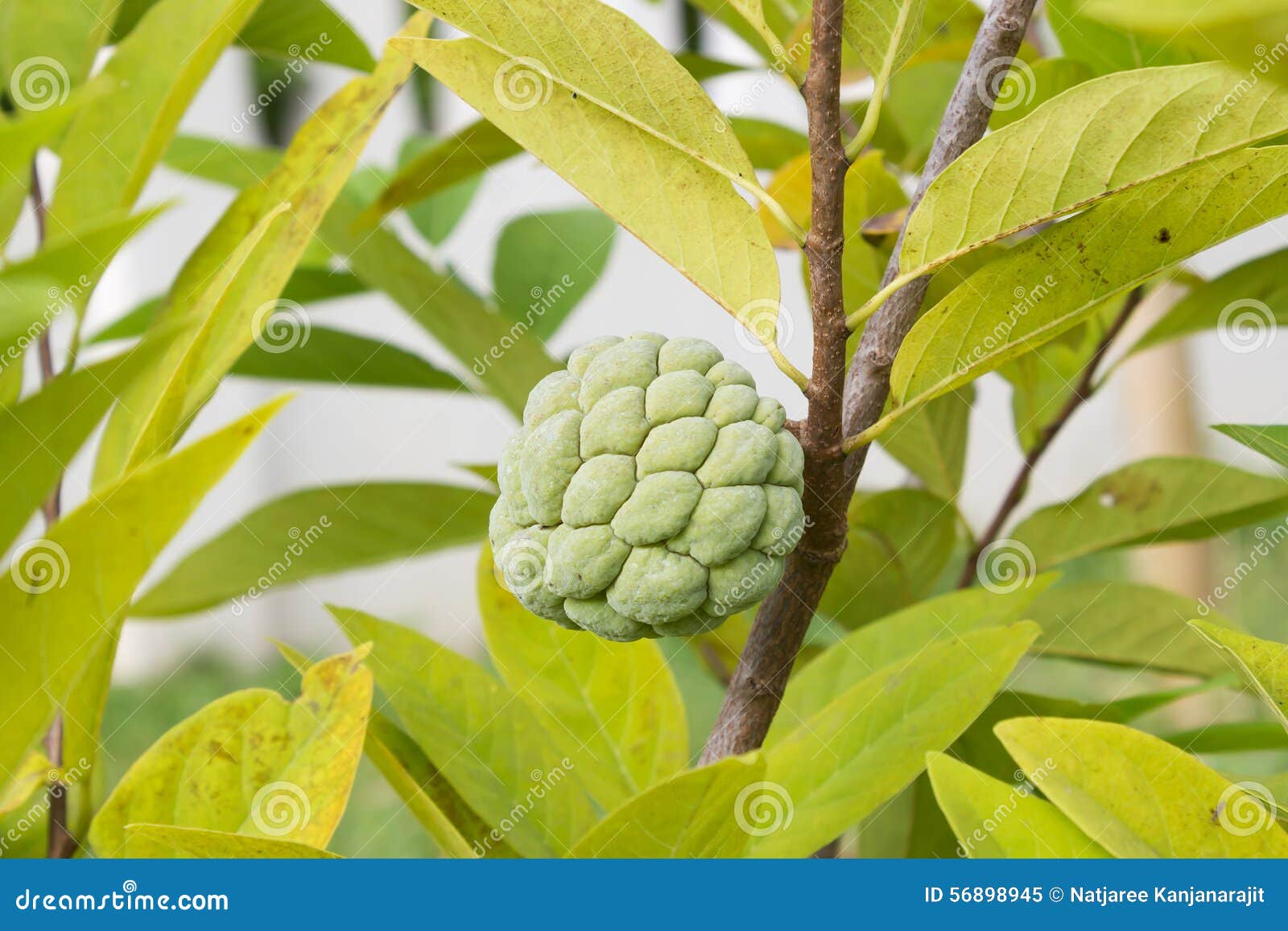 Sugar Apple Growing on a Tree. Stock Image Image of apple