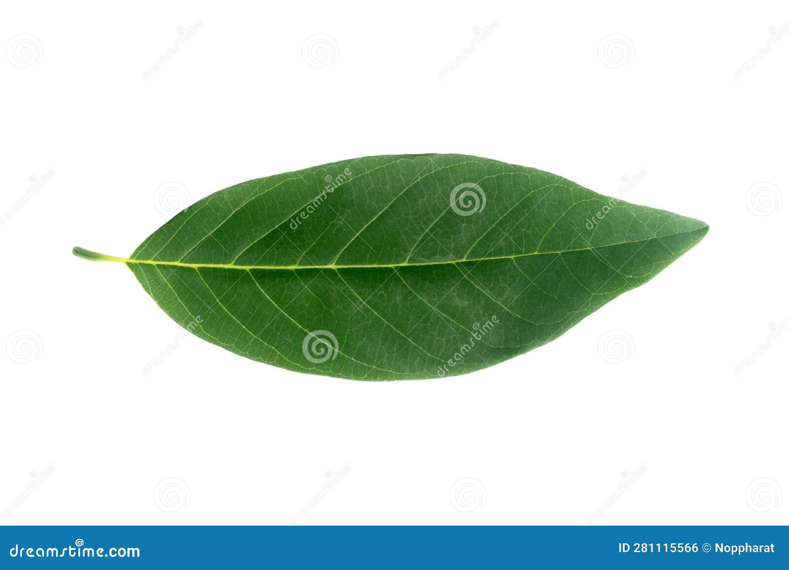 Sugar Apple Leaf on White Background Stock Photo Image of produce