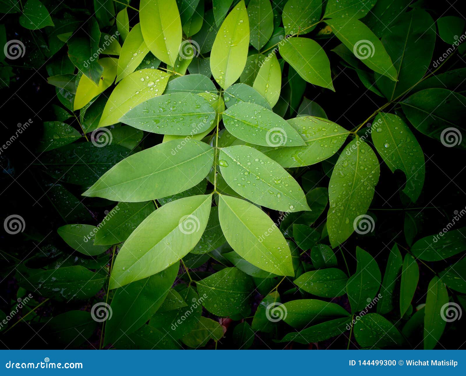 Sugar Apple Leaves Growing stock photo. Image of annona 144499300