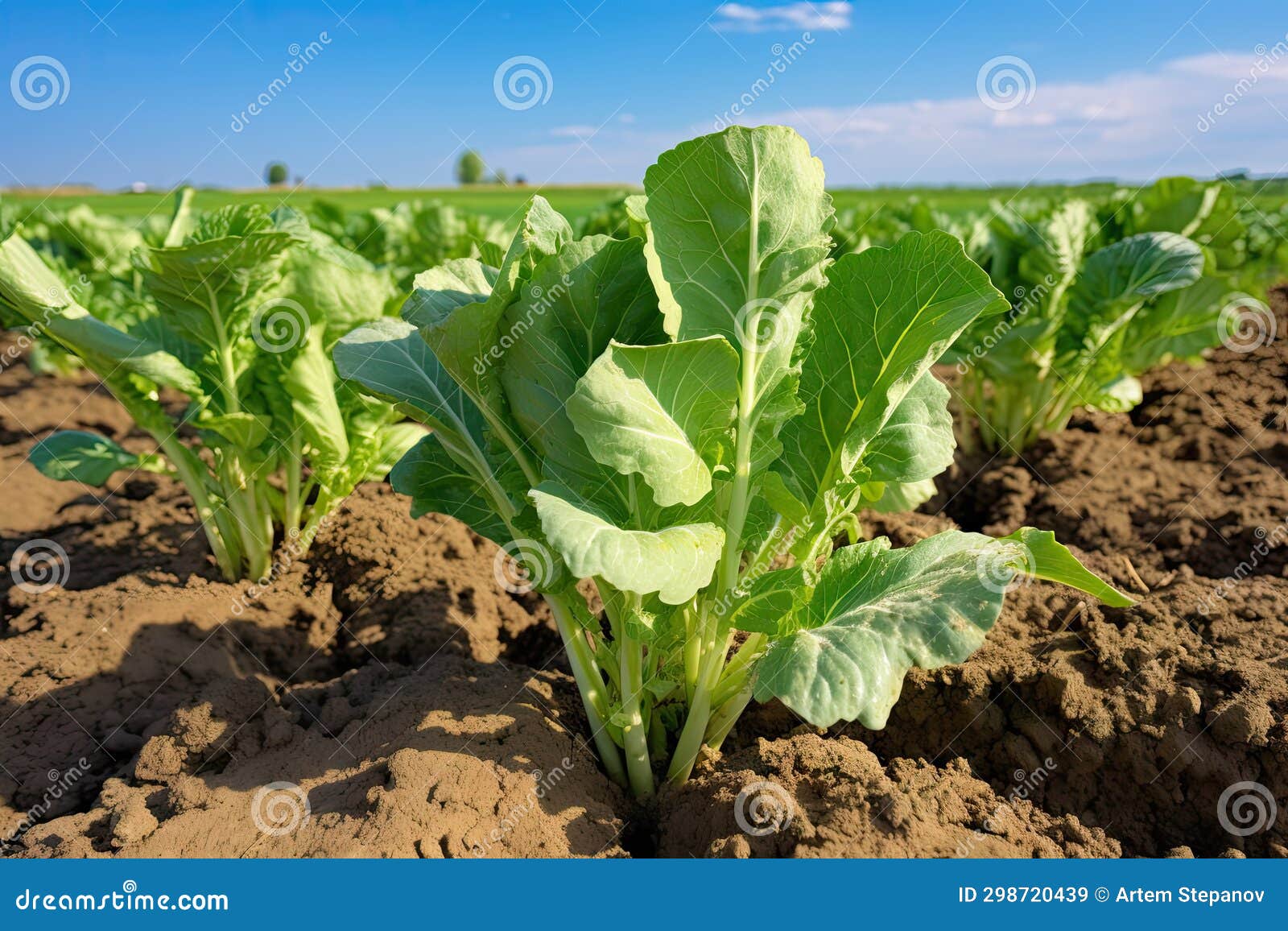 Sugar Beet Field, Turnips, Rutabagas, Young Beets Leaves, Sugar Beet