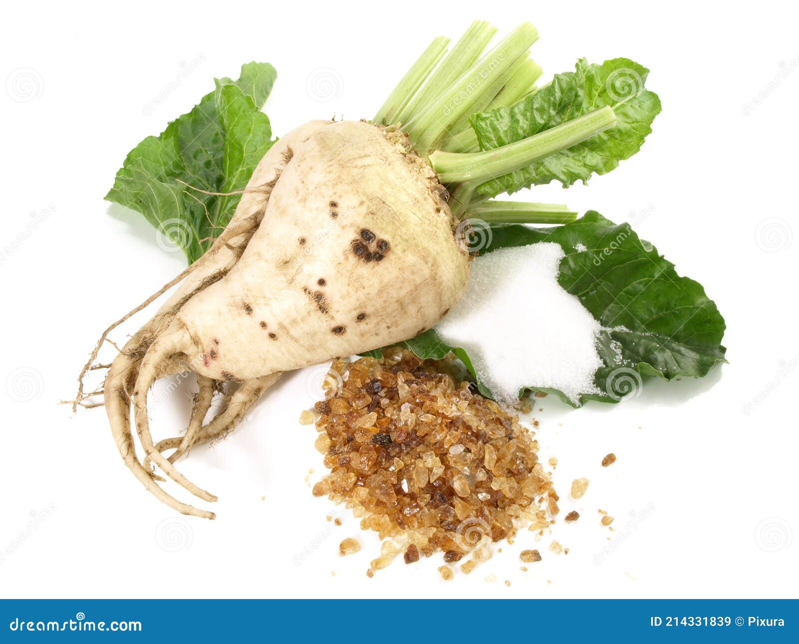 Sugar Beet with Leaves and Sugar on White Background Isolated Stock