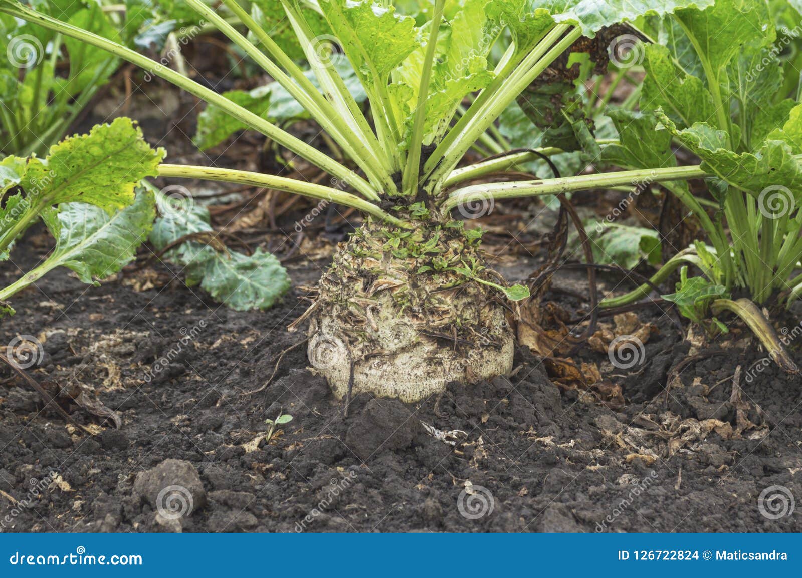 Sugar Beet Root Crop in the Ground Ready for Harvesting Stock Photo