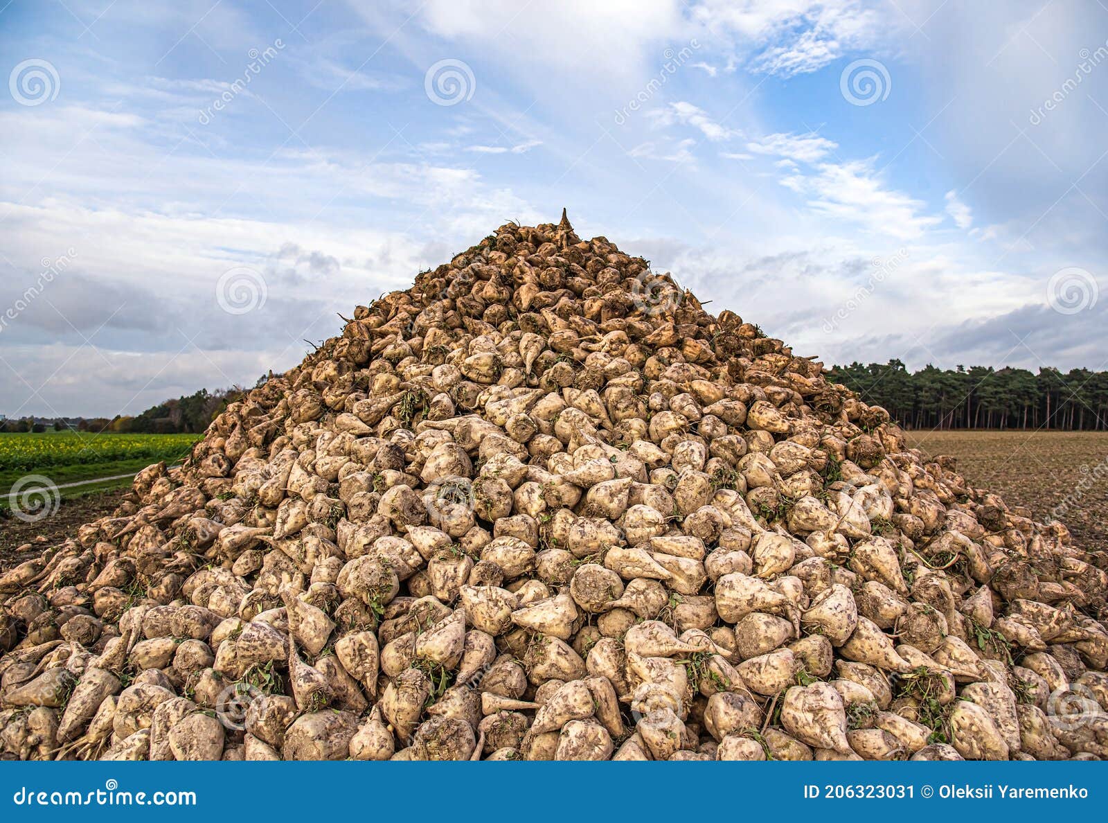 Sugar Beet . Vegetables on the Field Stock Image Image of farmer