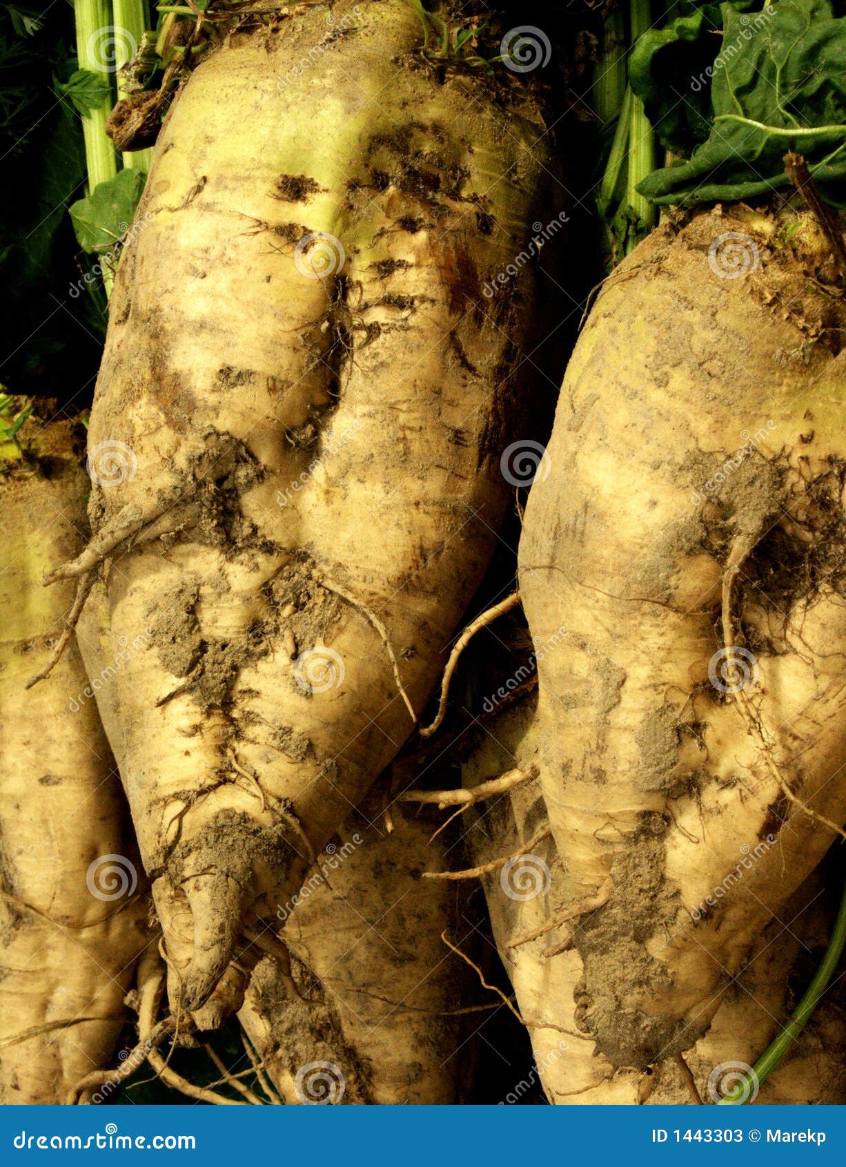 Sugar beets stock image. Image of brown, natural, vegetable 1443303