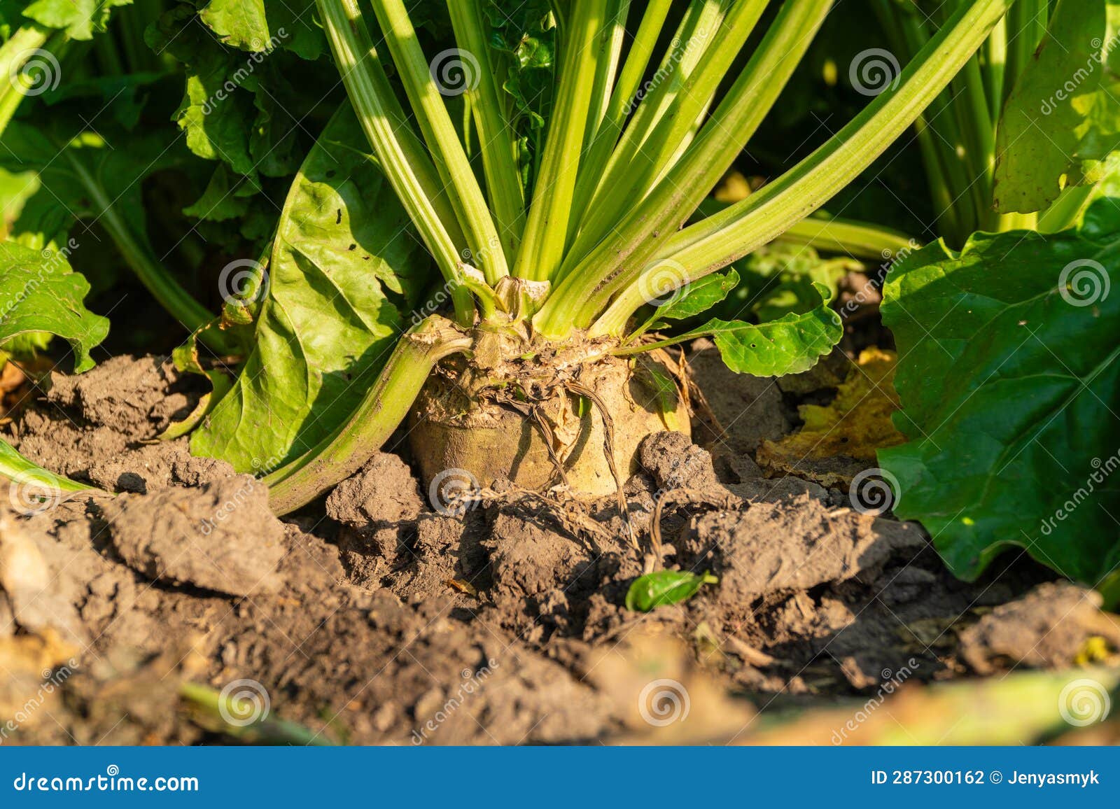 Sugar Beets Close Up. Growing Sugar Beets Stock Photo Image of farm