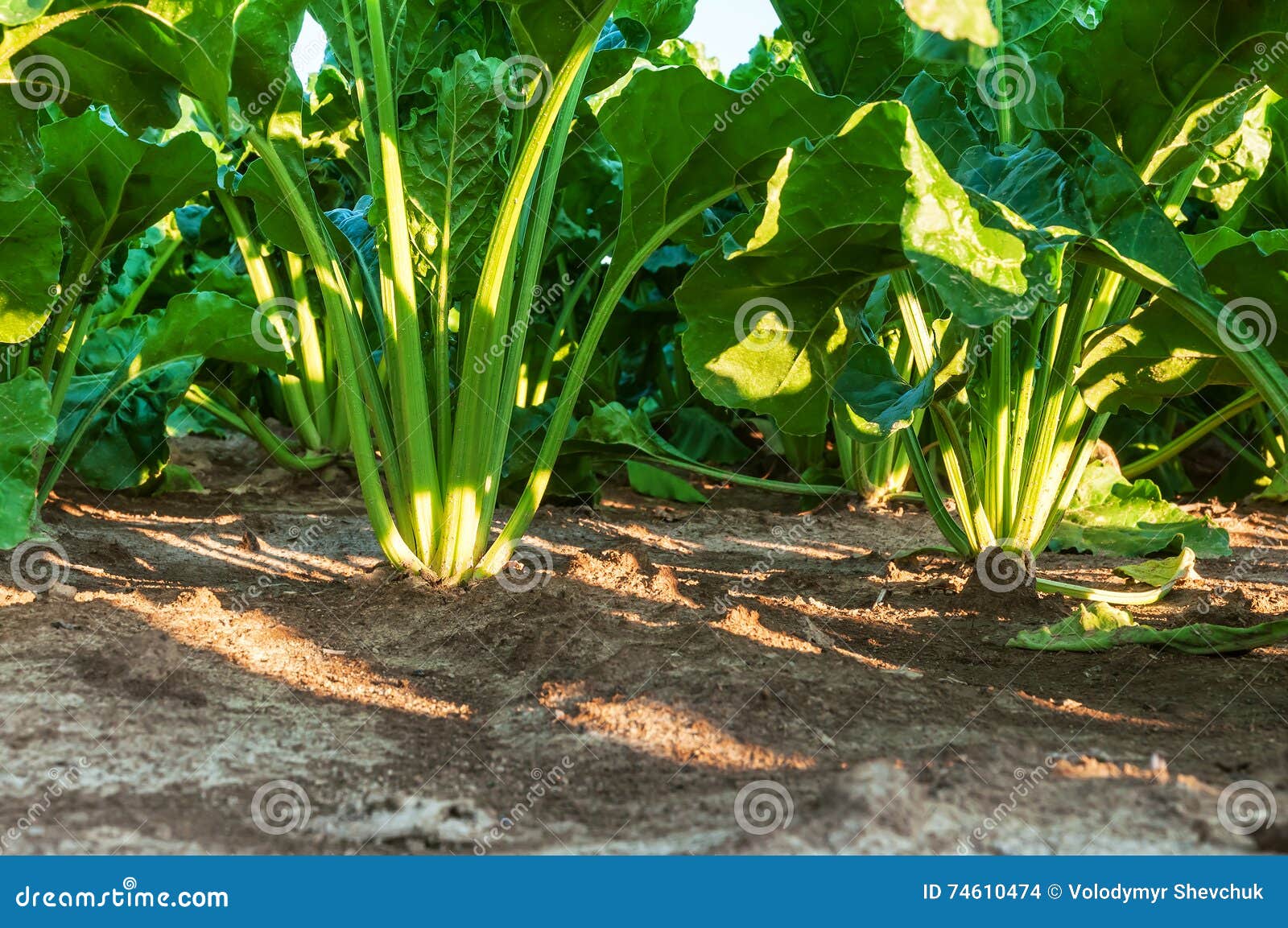 Sugar beets in the ground stock photo. Image of sweet 74610474