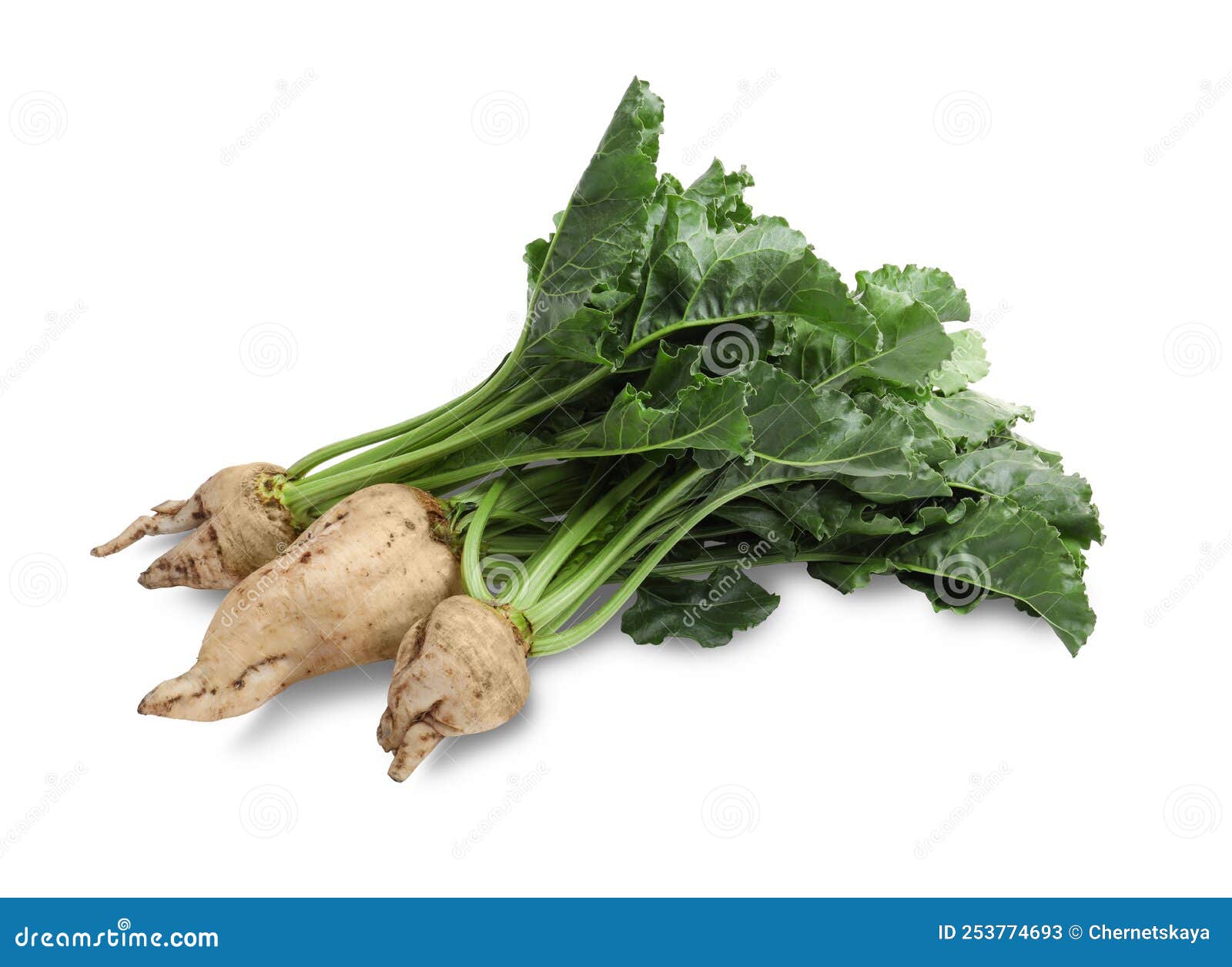 Sugar Beets with Leaves on White Background Stock Image Image of beet